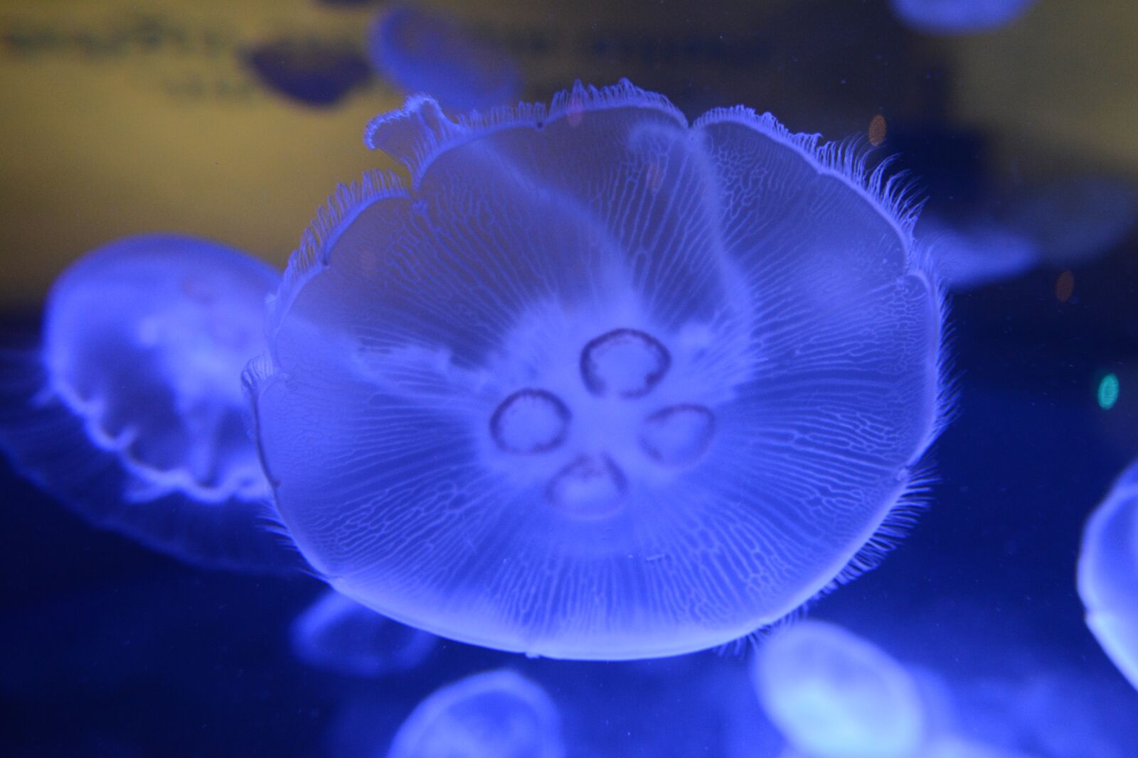 Nikon D7100 sample photo. Jellyfish, fish, ocean photography