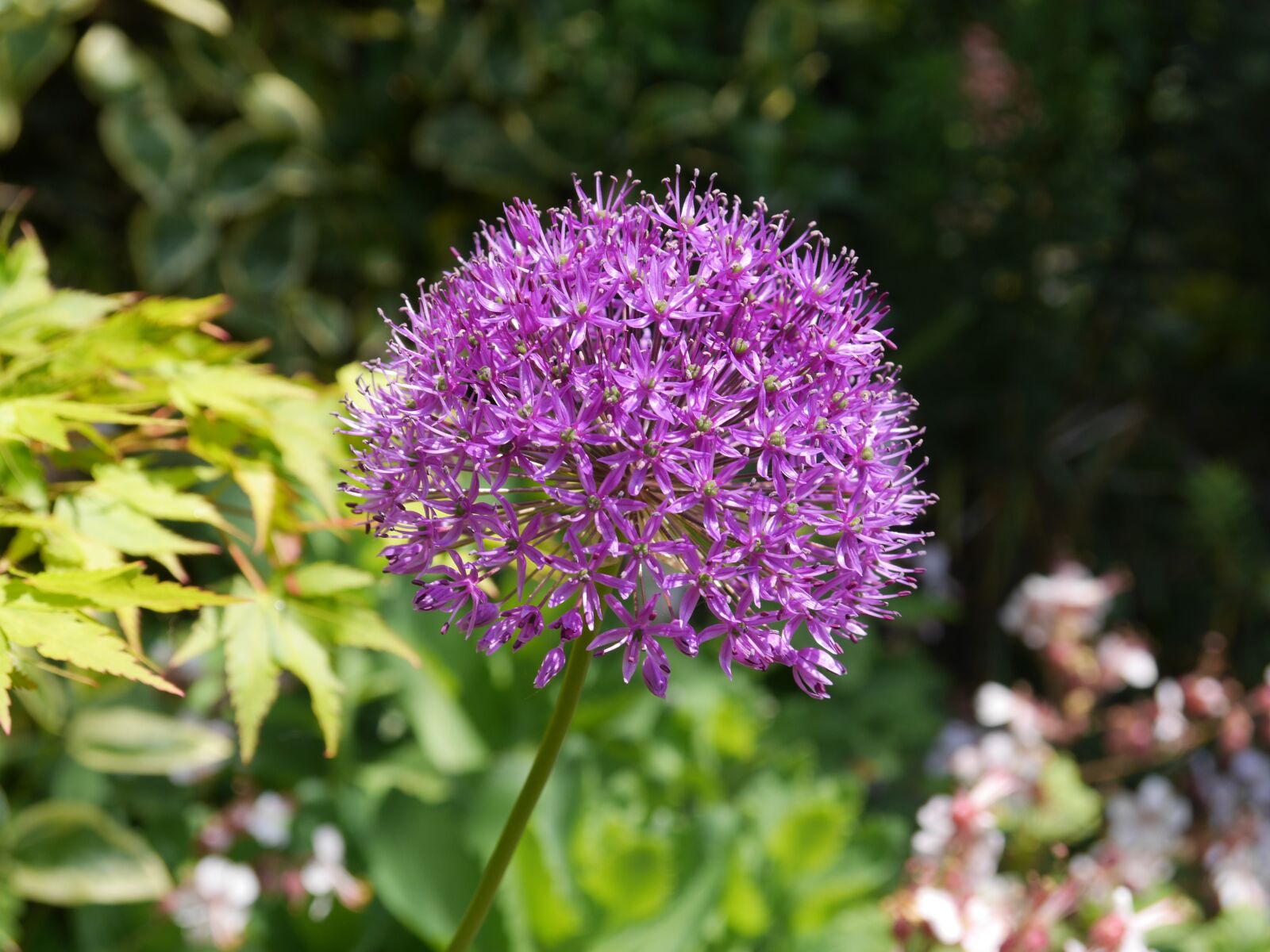 Panasonic Lumix DMC-GH3 sample photo. Flower, plant, garden photography