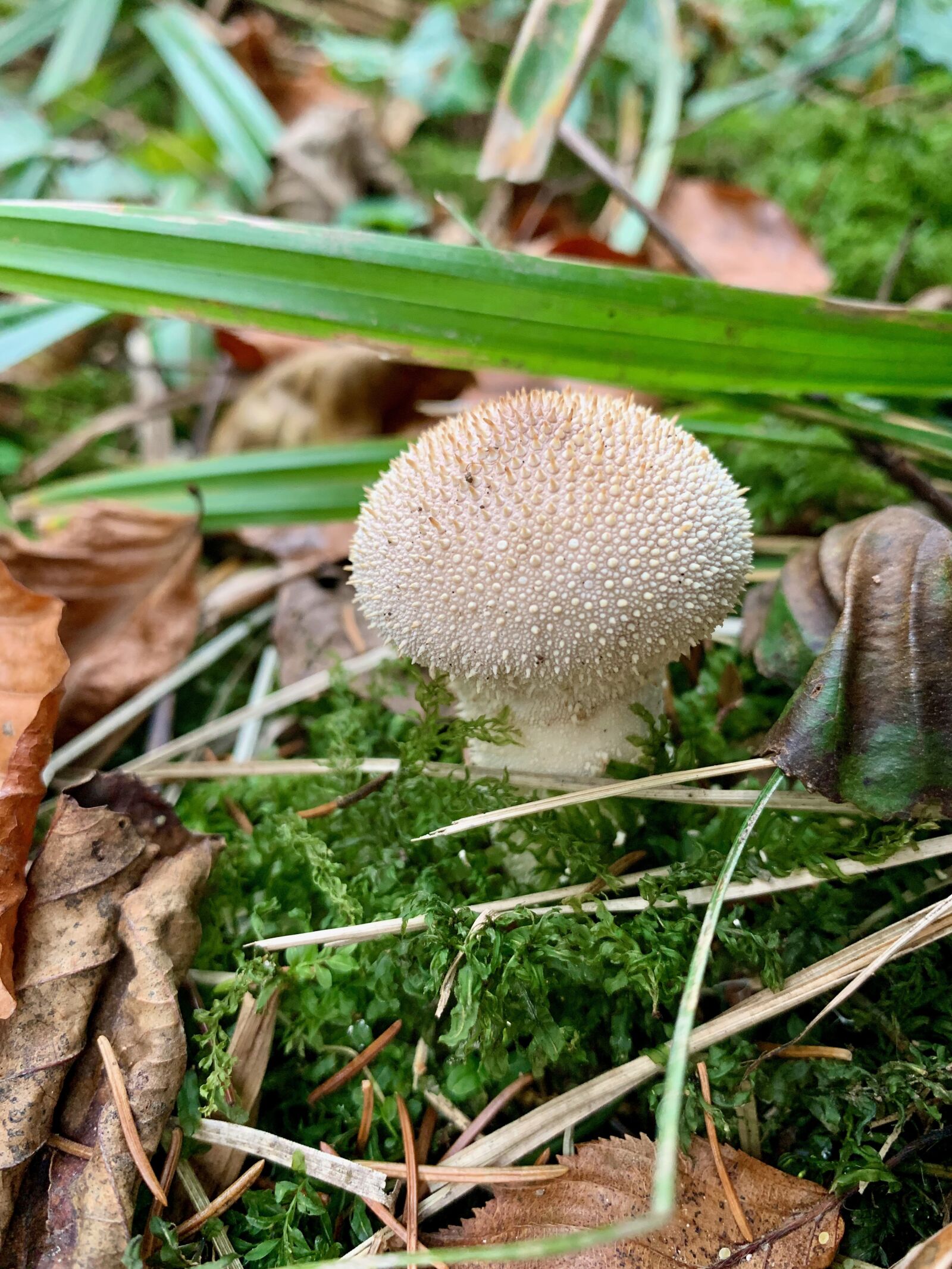 Apple iPhone XR sample photo. Mushroom, bottle bovist, umbrinum photography