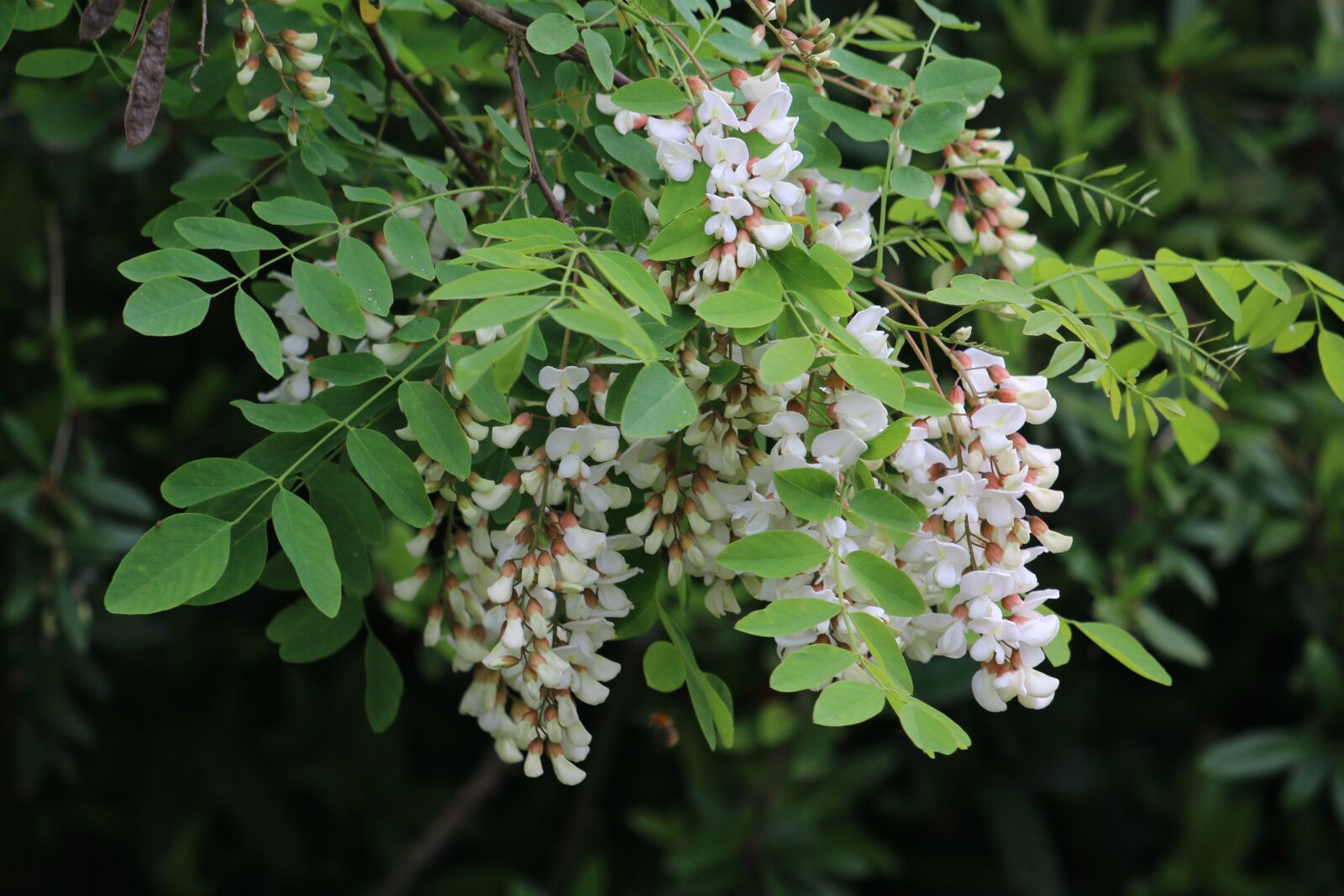 Canon EF 70-300 F4-5.6 IS II USM sample photo. Acacias, tree, white flowers photography