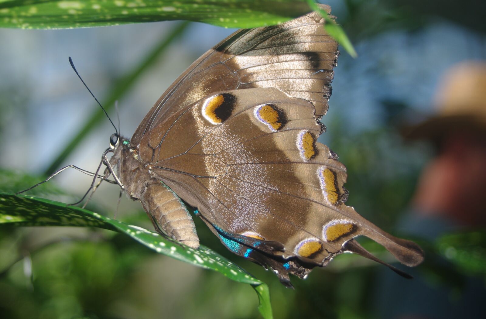 Pentax K200D sample photo. Butterfly, wing, insect photography