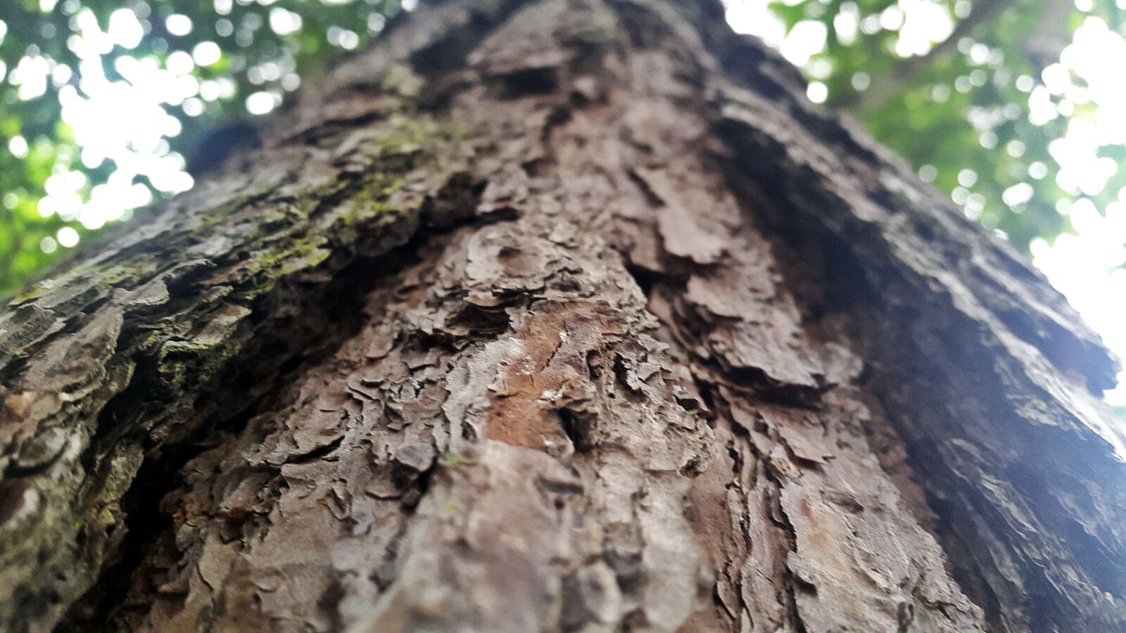 Samsung Galaxy S5 sample photo. Perspective, texture, tree, tree photography