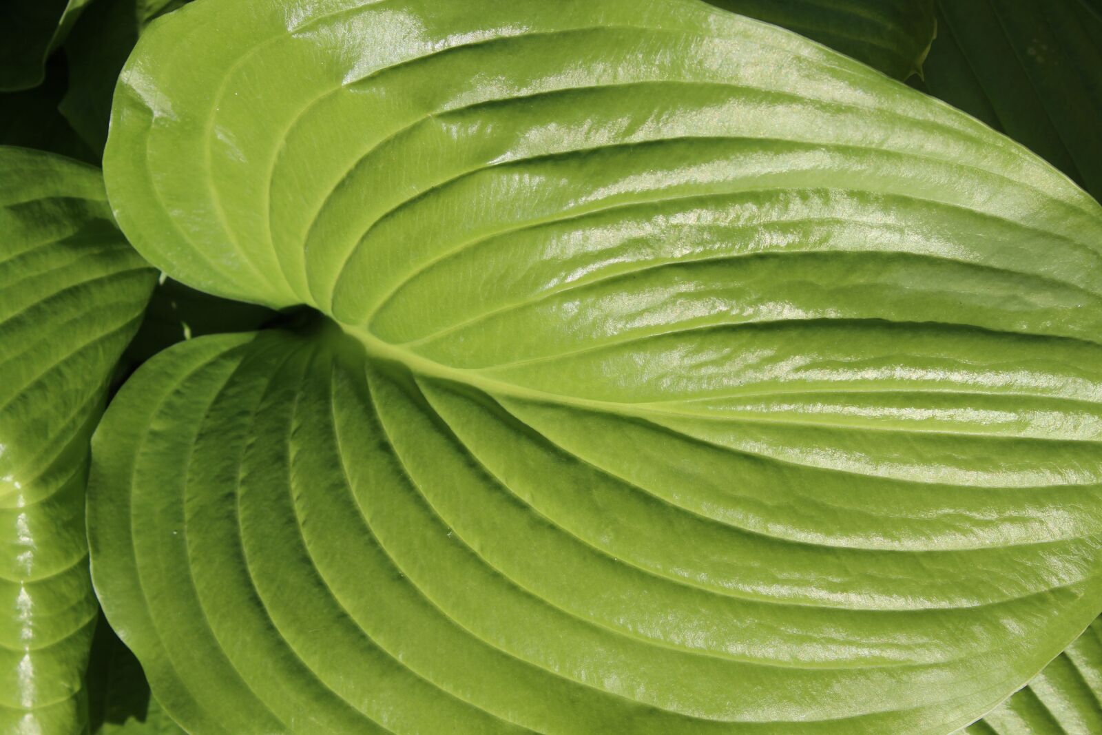 Canon EOS 600D (Rebel EOS T3i / EOS Kiss X5) sample photo. Leaf, green, horsta photography