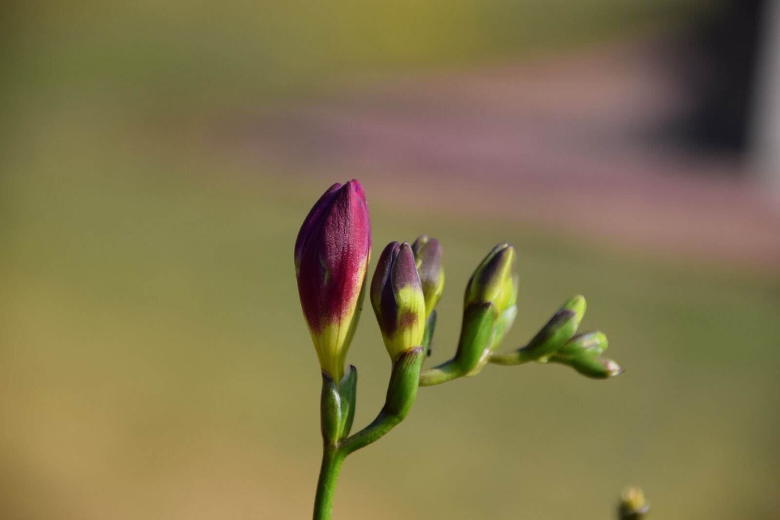 Nikon D5300 sample photo. Button, flower, garden photography
