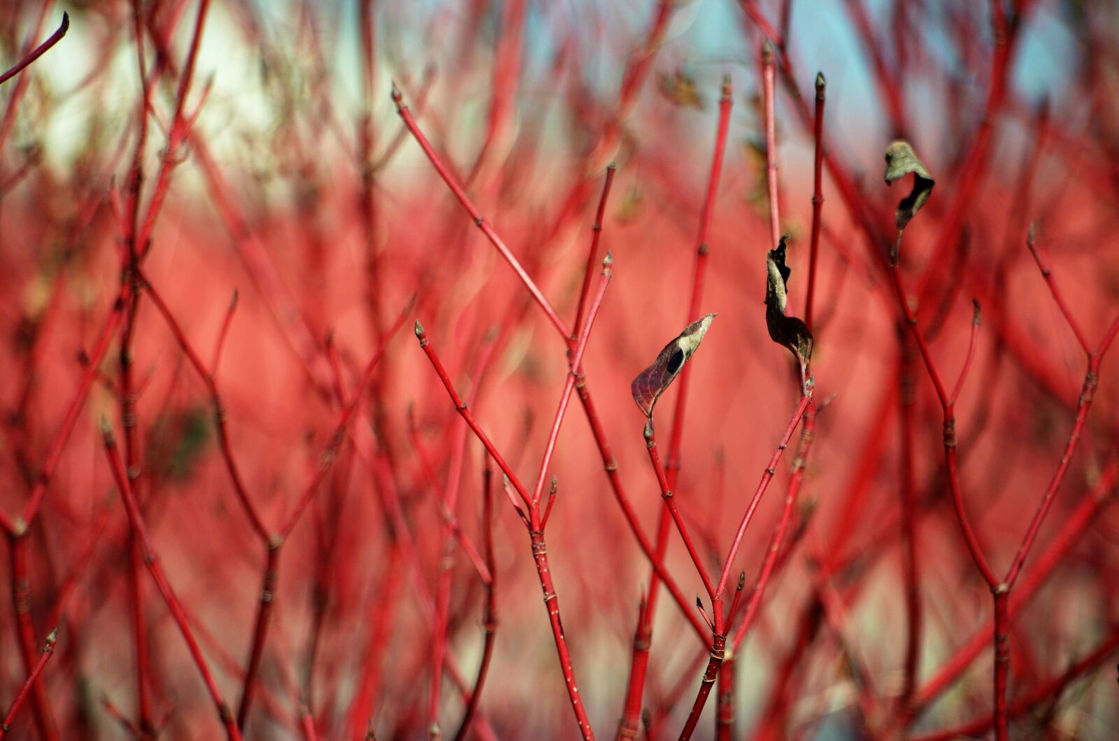 Nikon D7000 sample photo. Red, the bushes, nature photography
