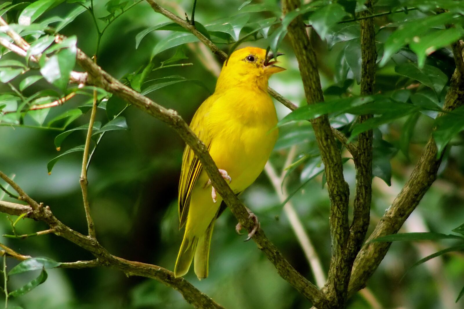 Tokina SD 400mm f/5.6 sample photo. Yellow, wild, bird photography