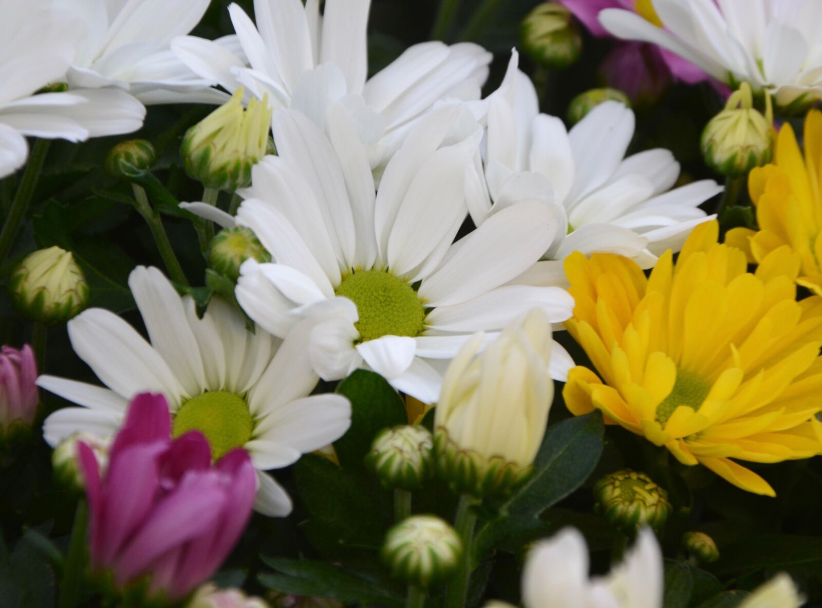 Nikon D5200 sample photo. Flowers, white flowers yellow photography