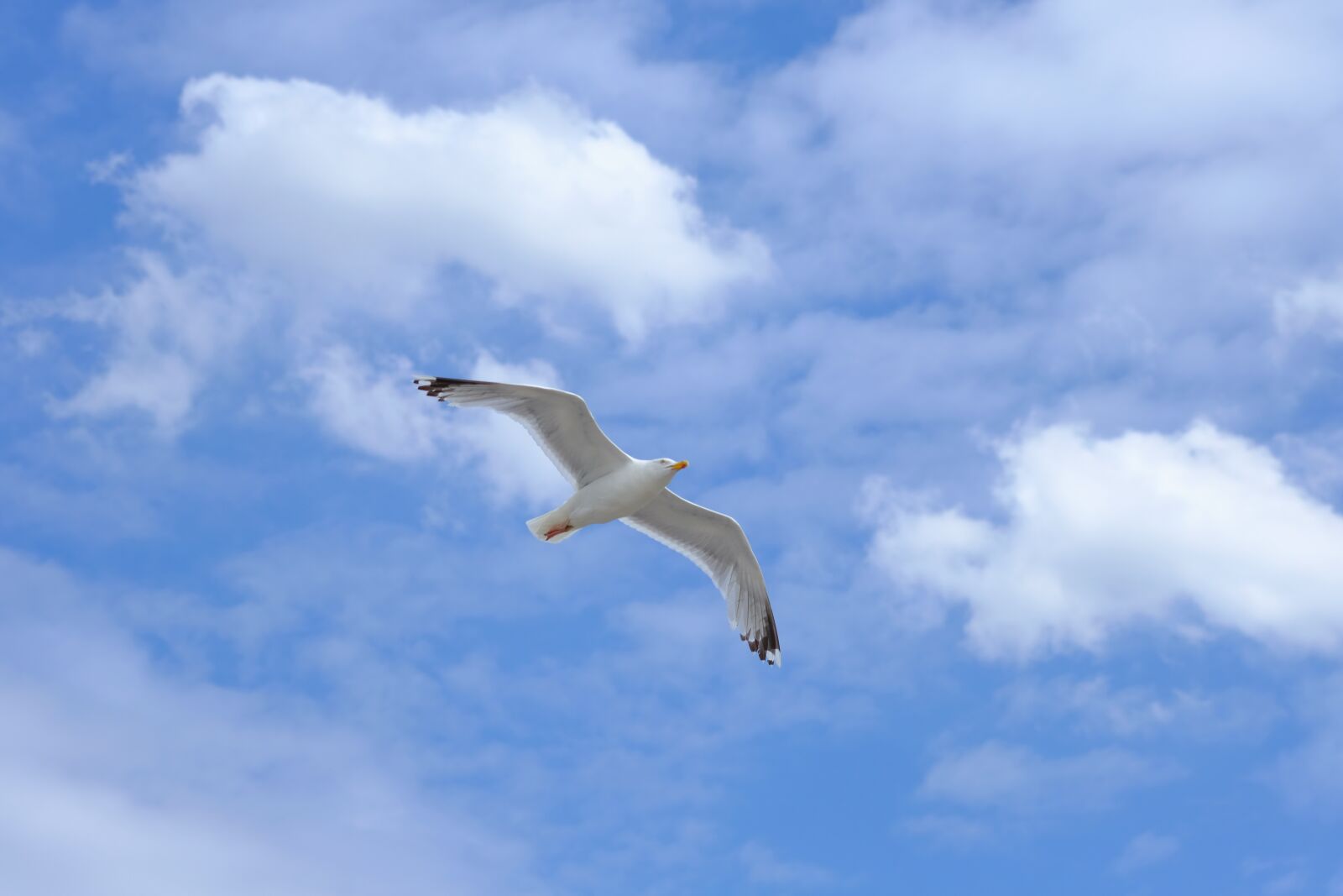 Fujifilm X-T20 sample photo. Gull, bird, flying photography