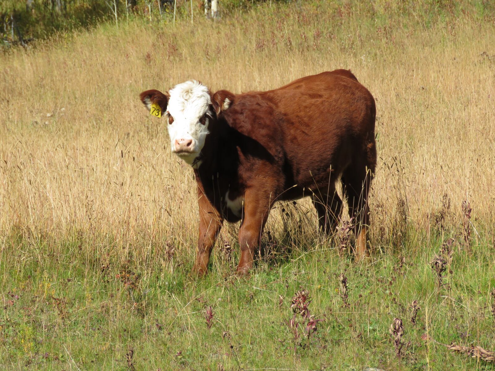 Canon PowerShot SX60 HS sample photo. Cow, calf, cattle photography
