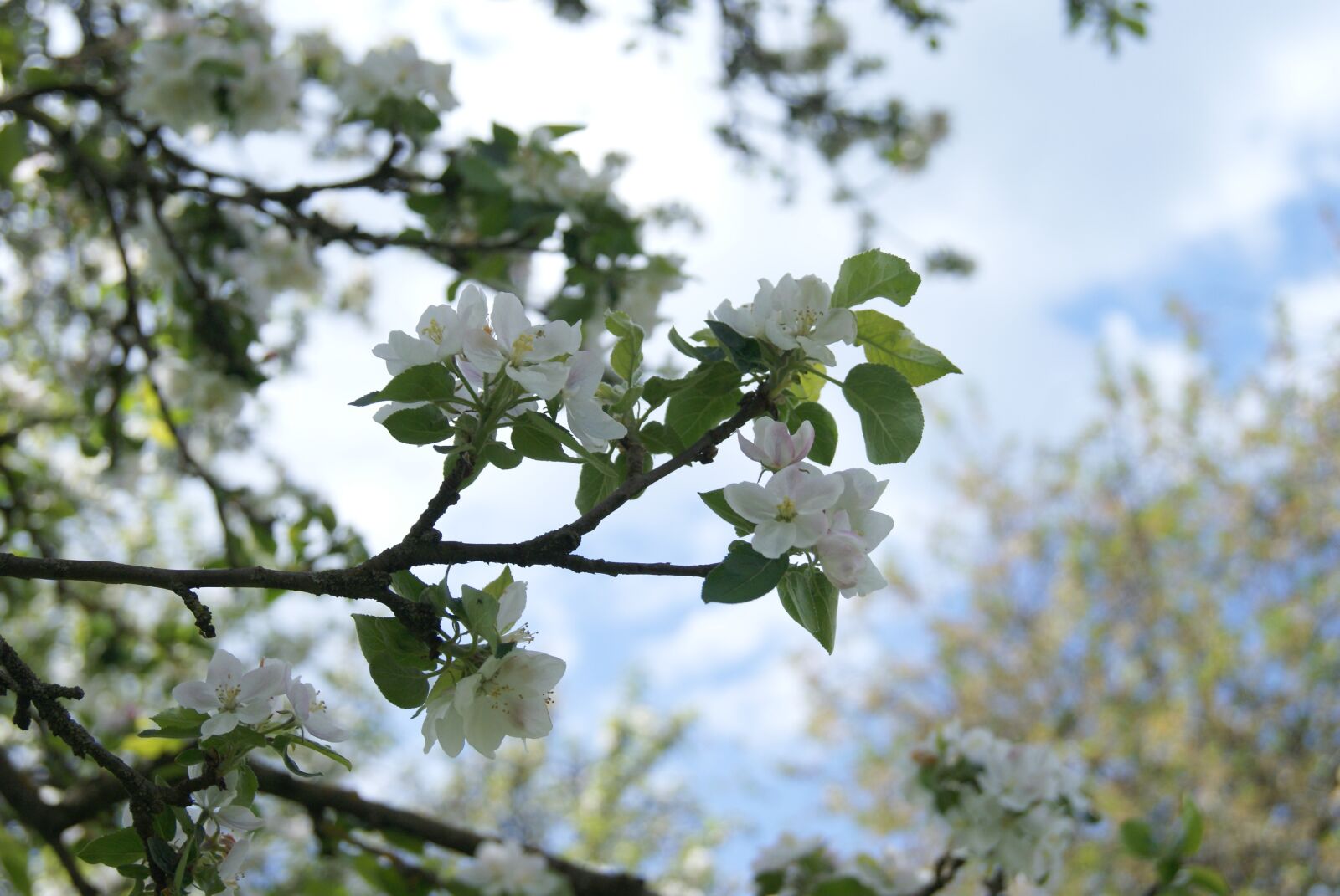 Sony Alpha DSLR-A200 sample photo. Apples tree, blutte, nature photography