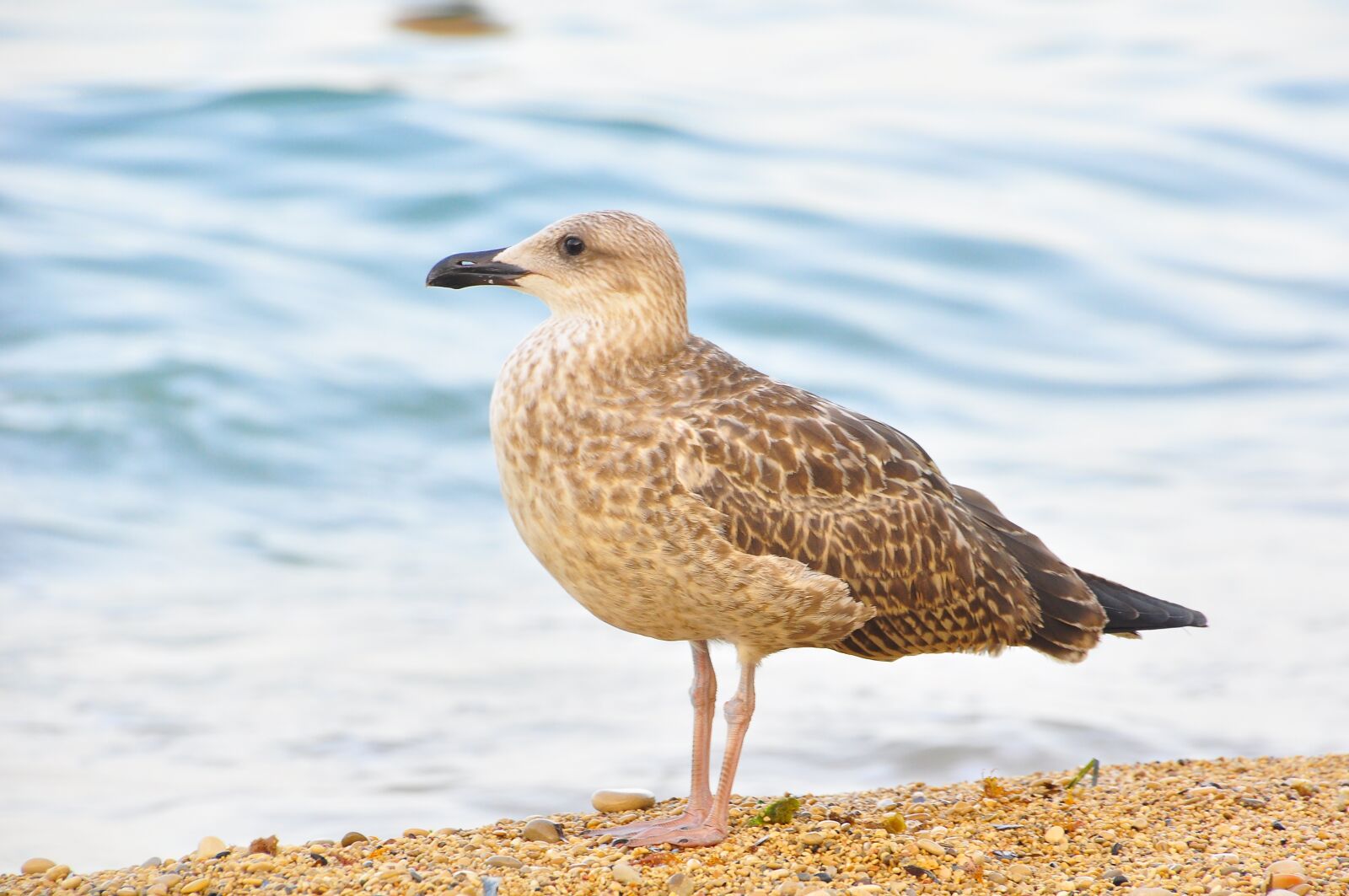 Nikon D90 sample photo. Ave, sea, beach photography