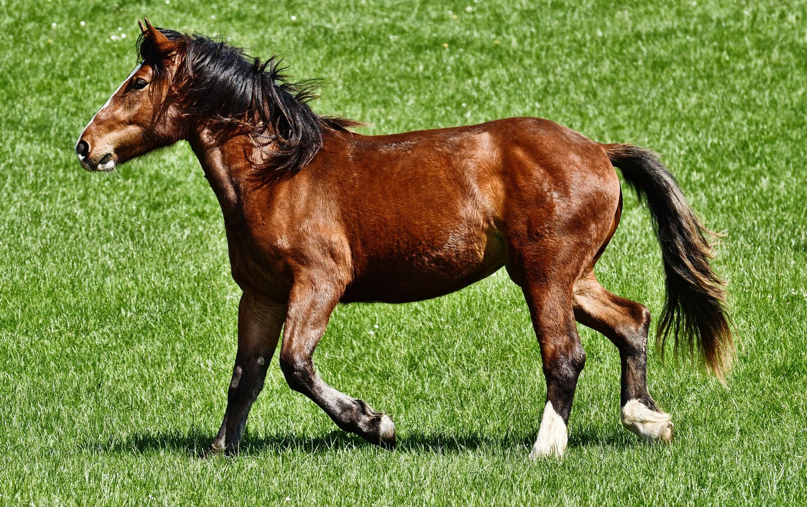 Nikon D3200 sample photo. Horse, ride, equestrian photography