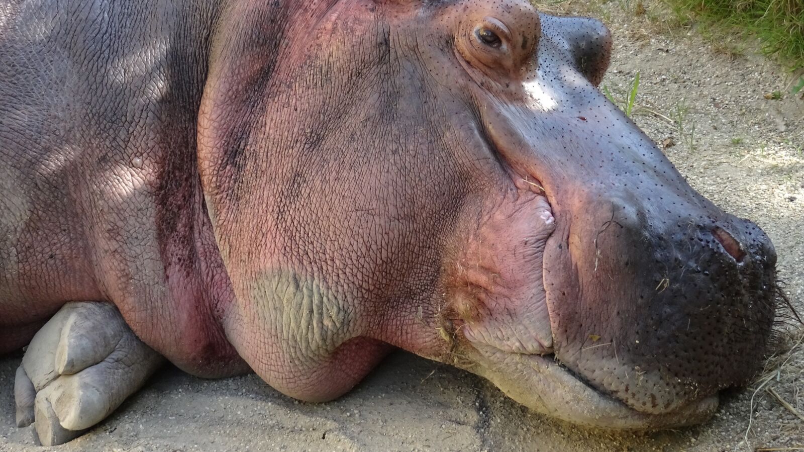 Sony Cyber-shot DSC-WX500 sample photo. Hippopotamus, zoo, tiergarten photography