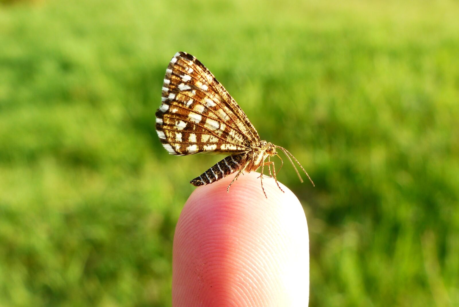 Panasonic Lumix DMC-FZ200 sample photo. Nature, summer, at the photography