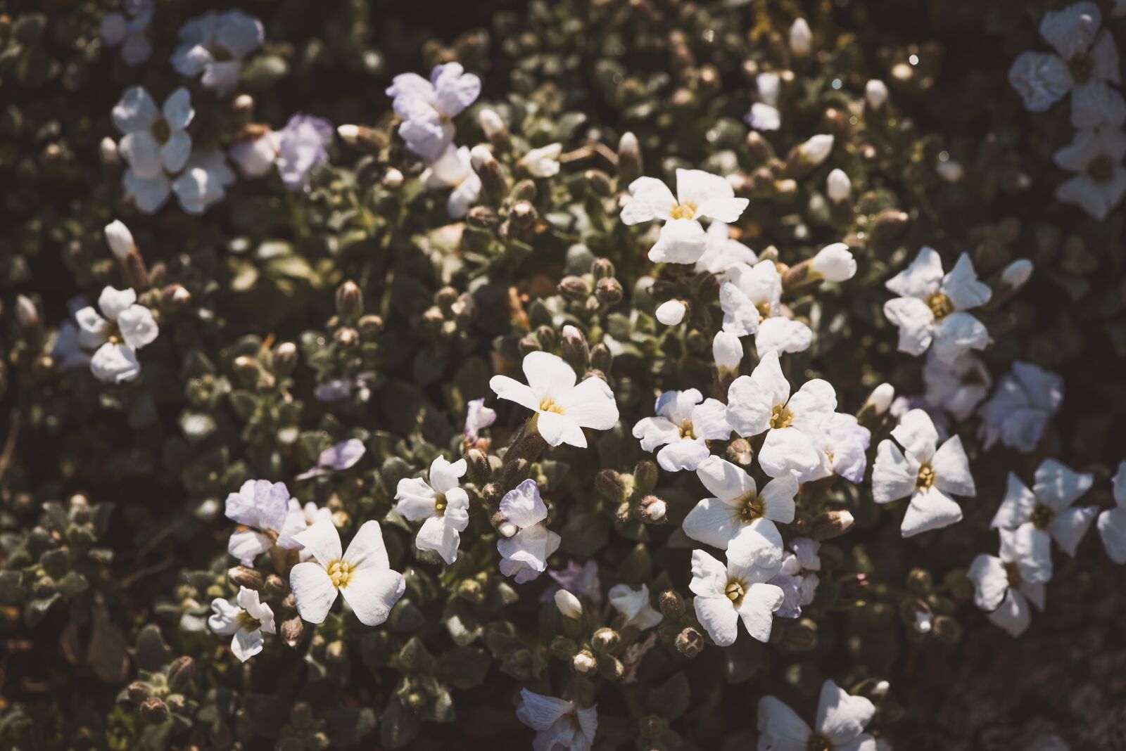 Nikon D750 sample photo. Flower, flowers, white photography