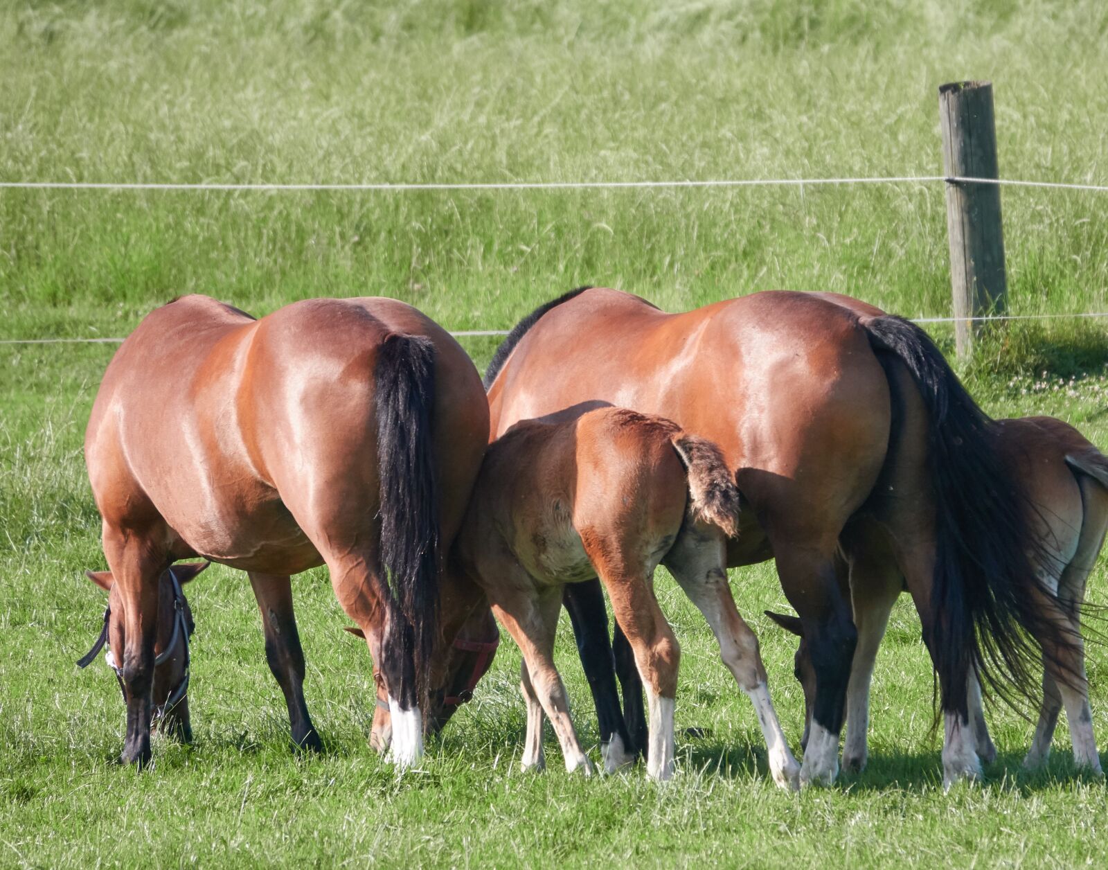 Sony Cyber-shot DSC-RX10 IV sample photo. Horse, foal, pasture photography