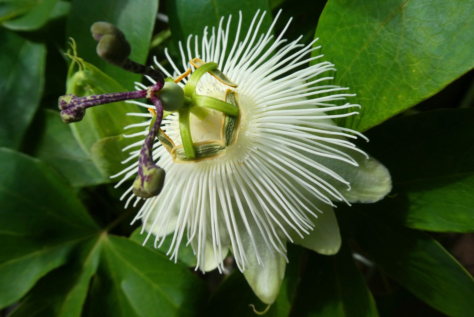Panasonic Lumix DC-ZS70 (Lumix DC-TZ90) sample photo. Passion flower, bloom, flower photography