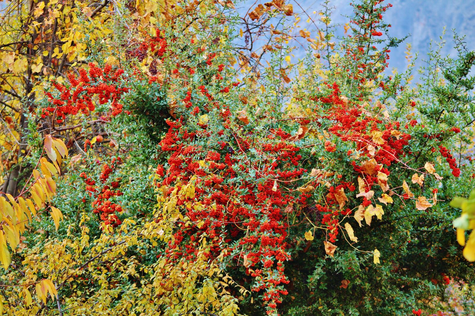 Canon EOS 700D (EOS Rebel T5i / EOS Kiss X7i) sample photo. Tree, red, green photography