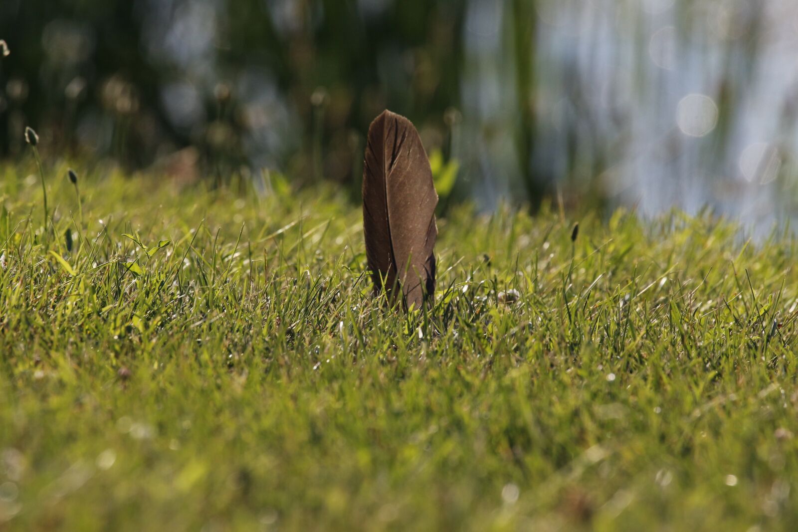 Canon EF 100-400mm F4.5-5.6L IS USM sample photo. Feather, nature, bird photography