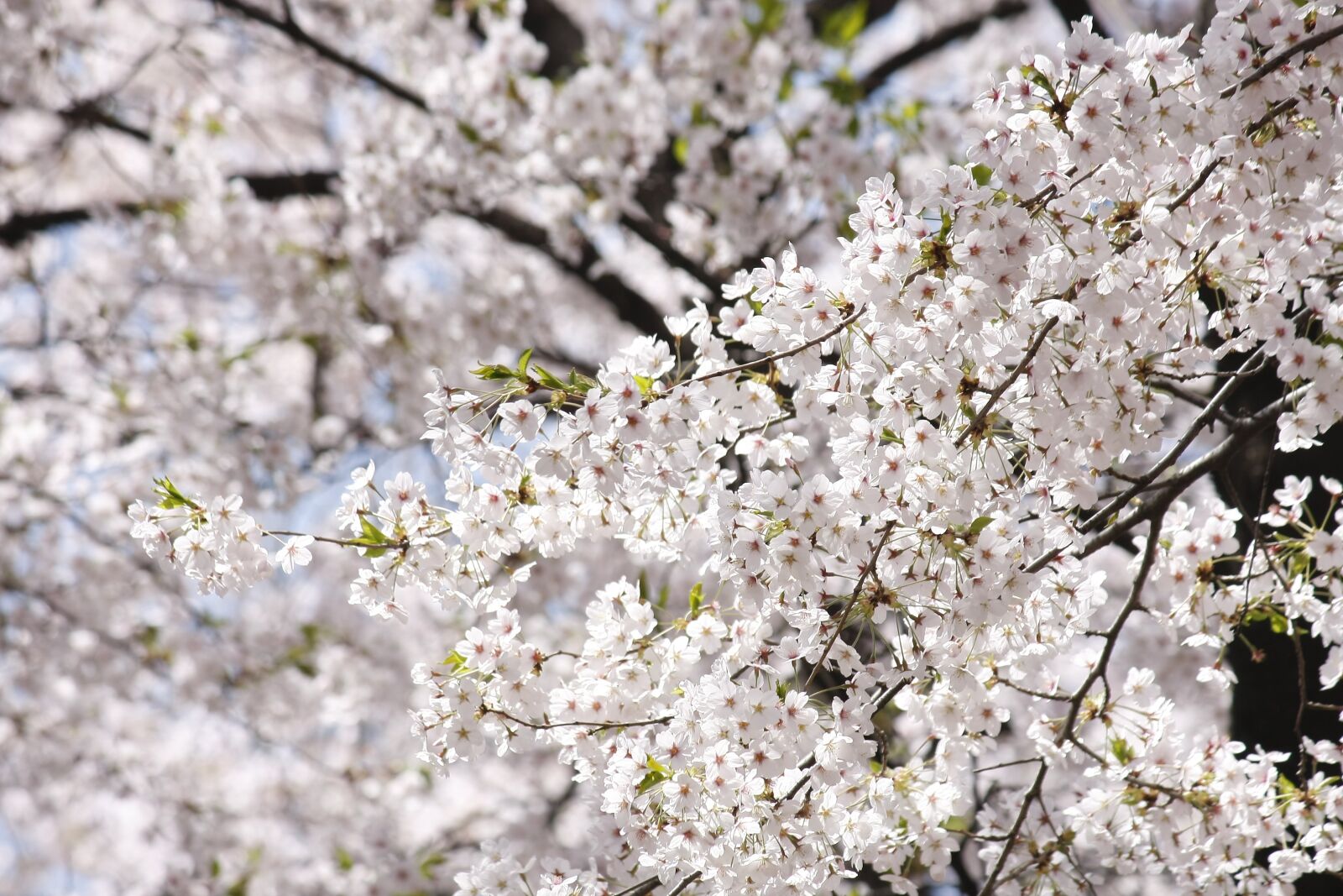 Canon EOS 40D sample photo. Flowers, spring flowers, cherry photography