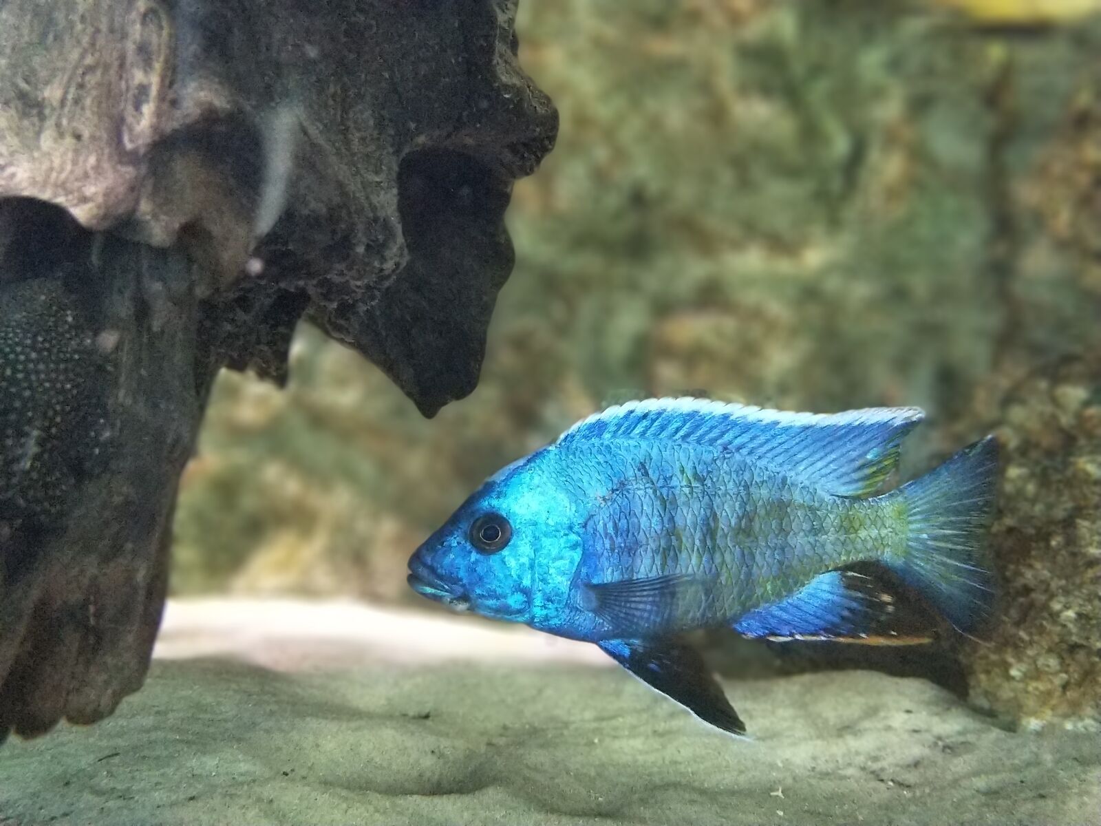 OnePlus 5 sample photo. Fish, aquarium, blue photography