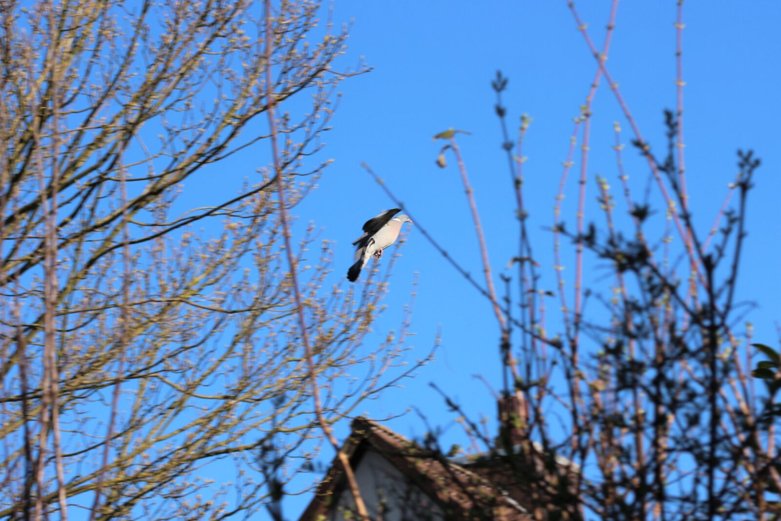 Canon EOS 700D (EOS Rebel T5i / EOS Kiss X7i) sample photo. Bird, animal, nature photography