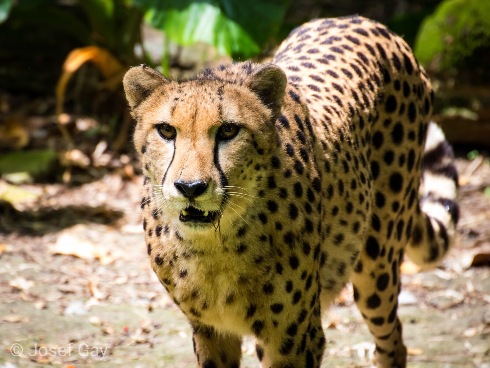 Canon EOS 800D (EOS Rebel T7i / EOS Kiss X9i) sample photo. Cheetah, cat predator, carnivores photography