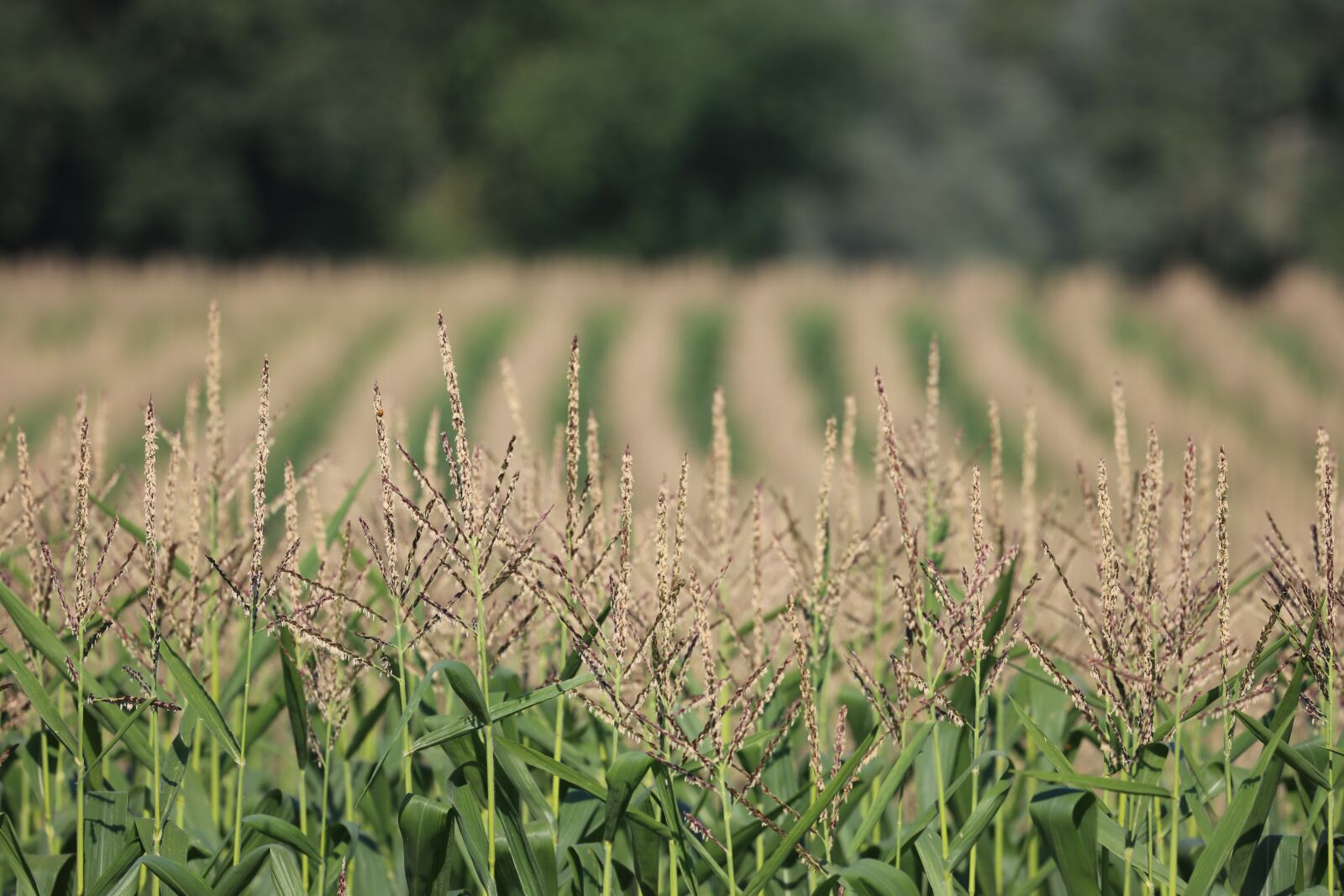 Canon EF 100-400mm F4.5-5.6L IS USM sample photo. Corn, field, agriculture photography