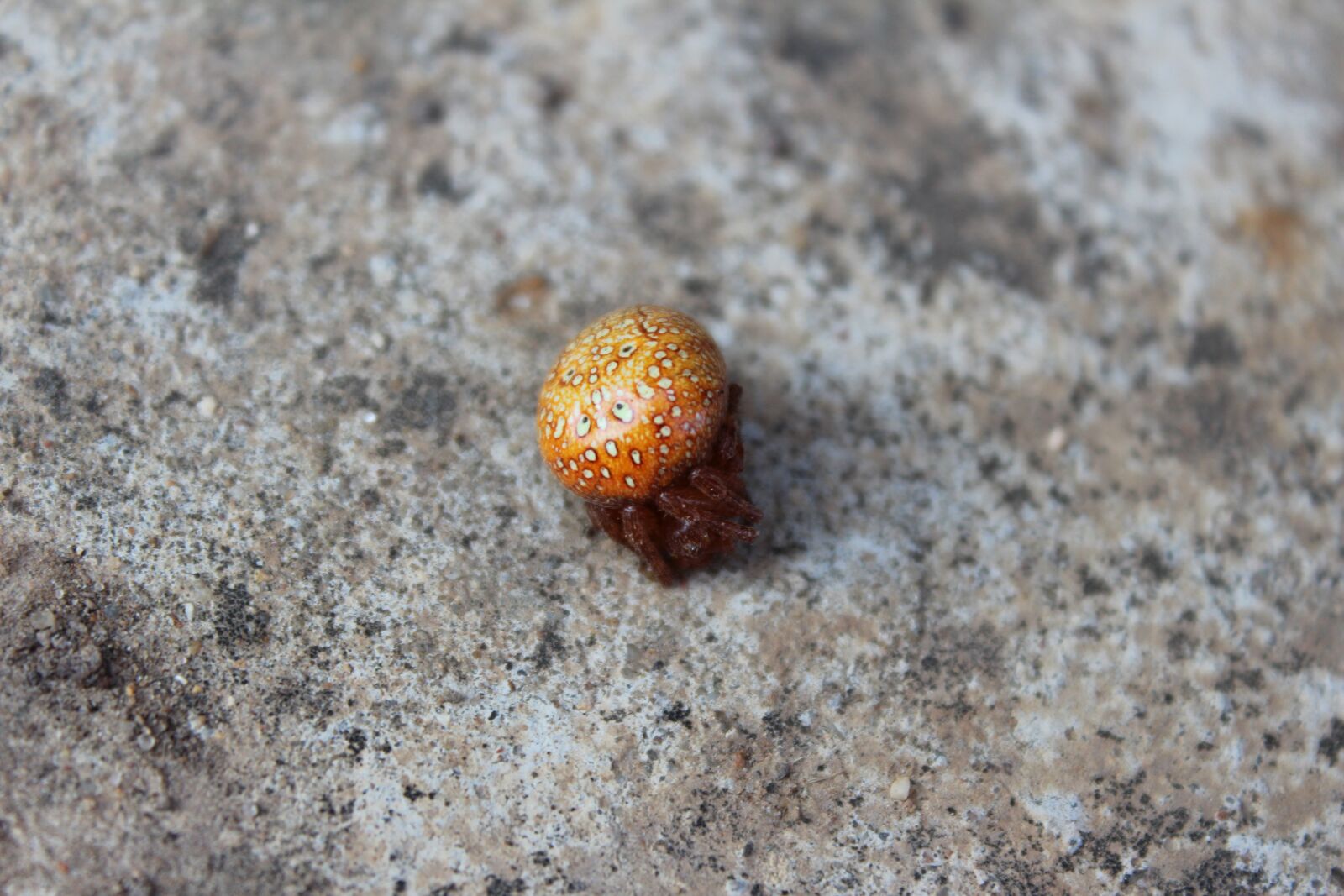 Canon EOS 600D (Rebel EOS T3i / EOS Kiss X5) sample photo. Spider, insects, arachnids photography