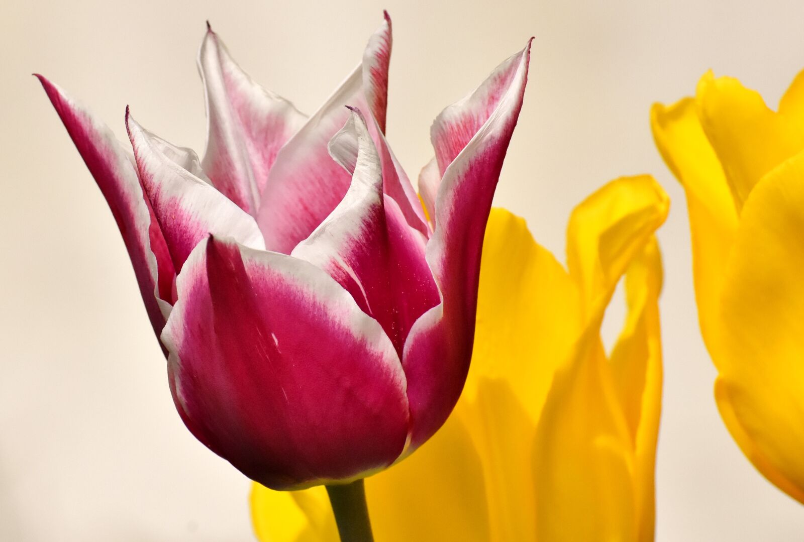 Nikon D7200 sample photo. Tulips, flowers, colorful photography