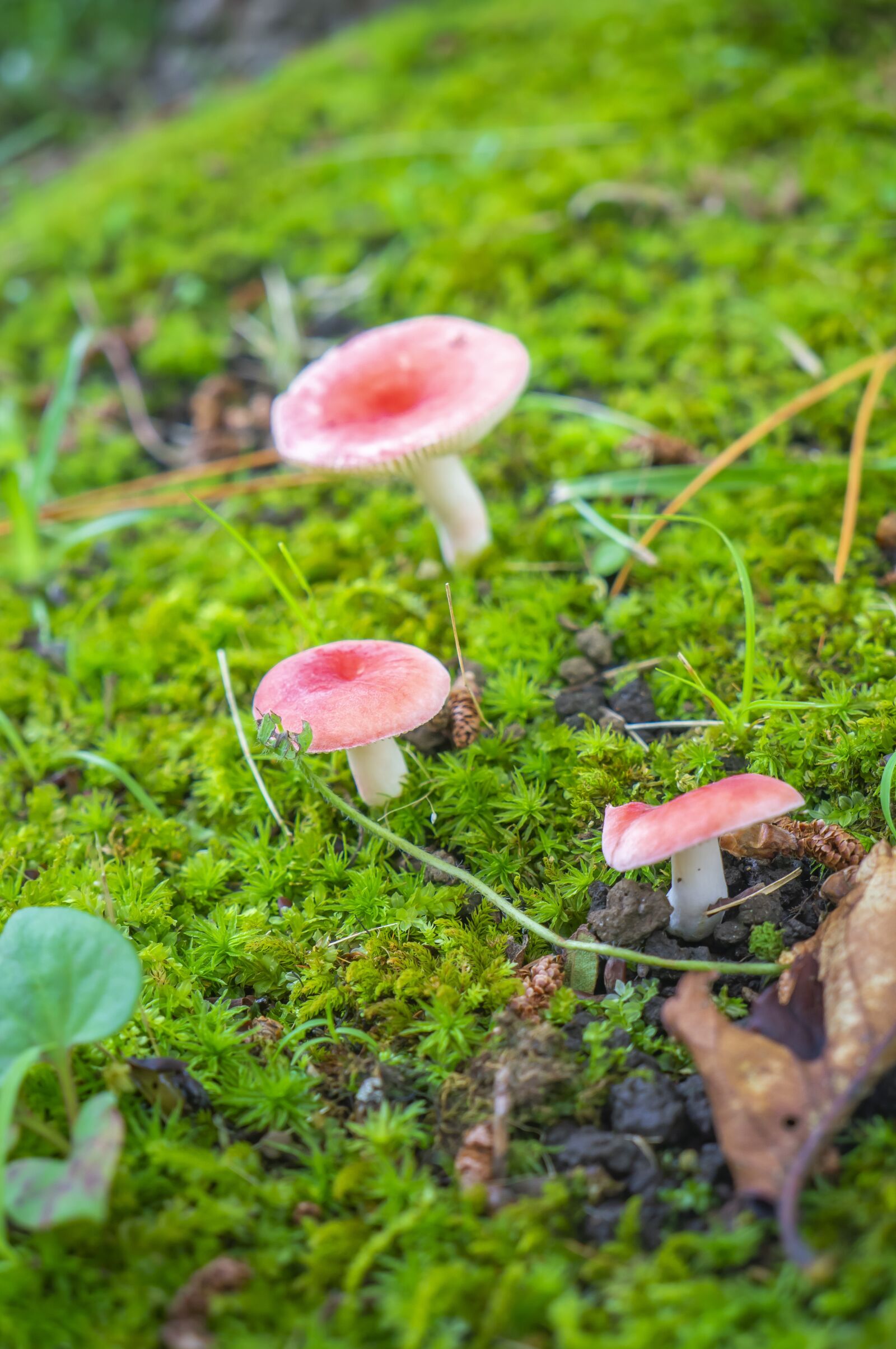 Sony Alpha NEX-F3 sample photo. Mushroom, red, natural photography