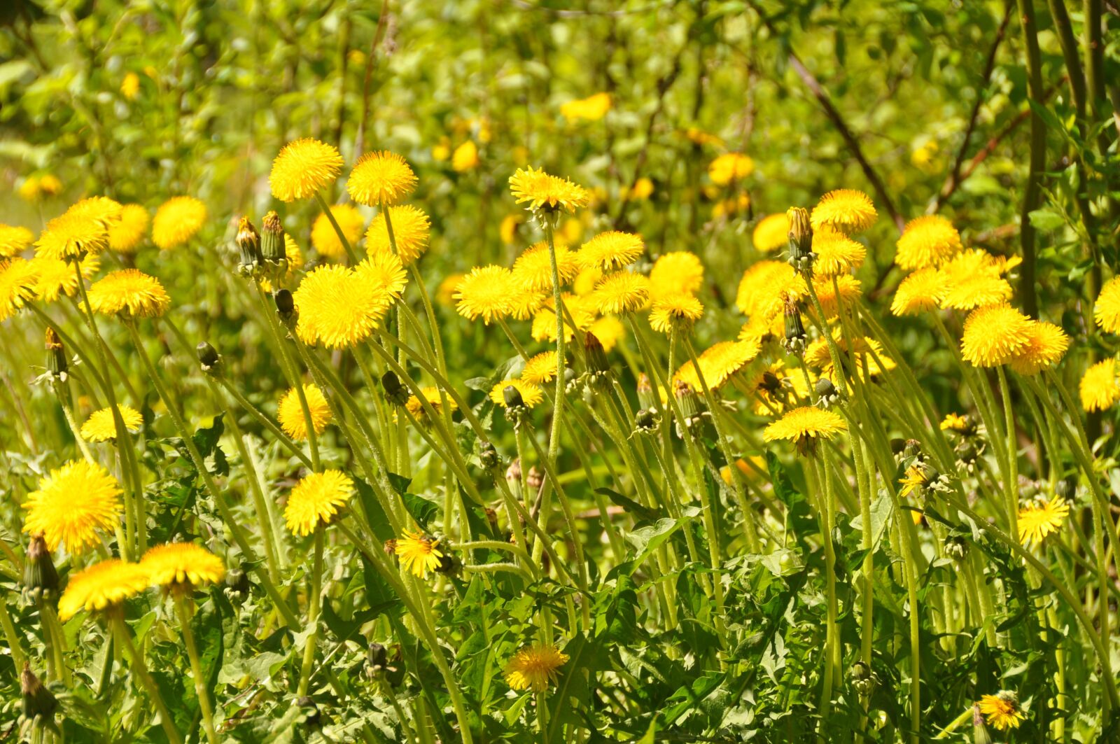 Nikon D90 sample photo. Flowers, summer, dandelion photography