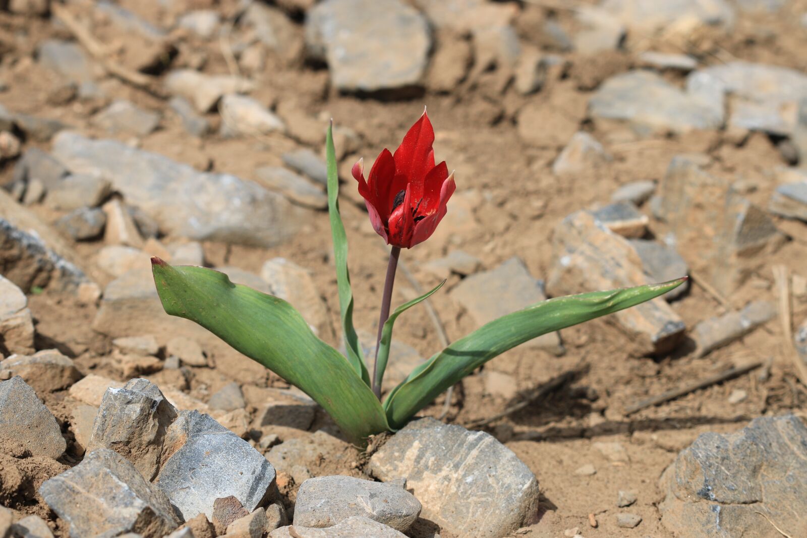 Canon EOS 70D + Canon EF 100mm F2.8 Macro USM sample photo. Green, red, flower photography