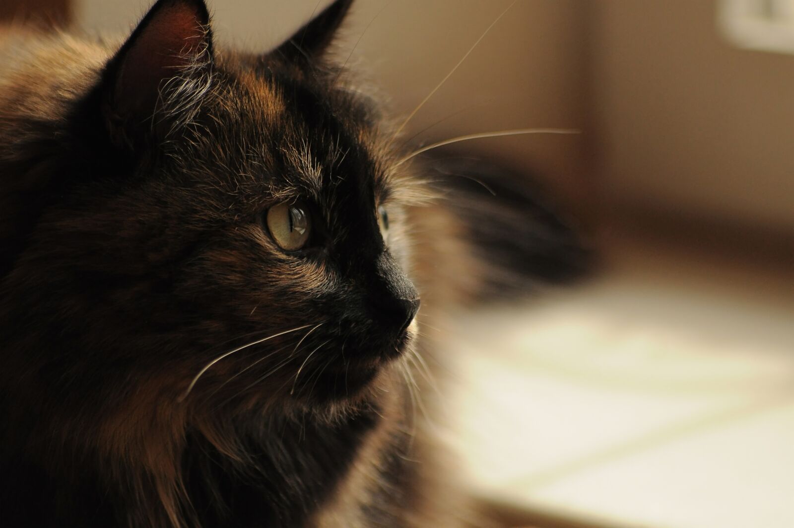 Nikon D90 sample photo. Cat, mood, atmosphere photography