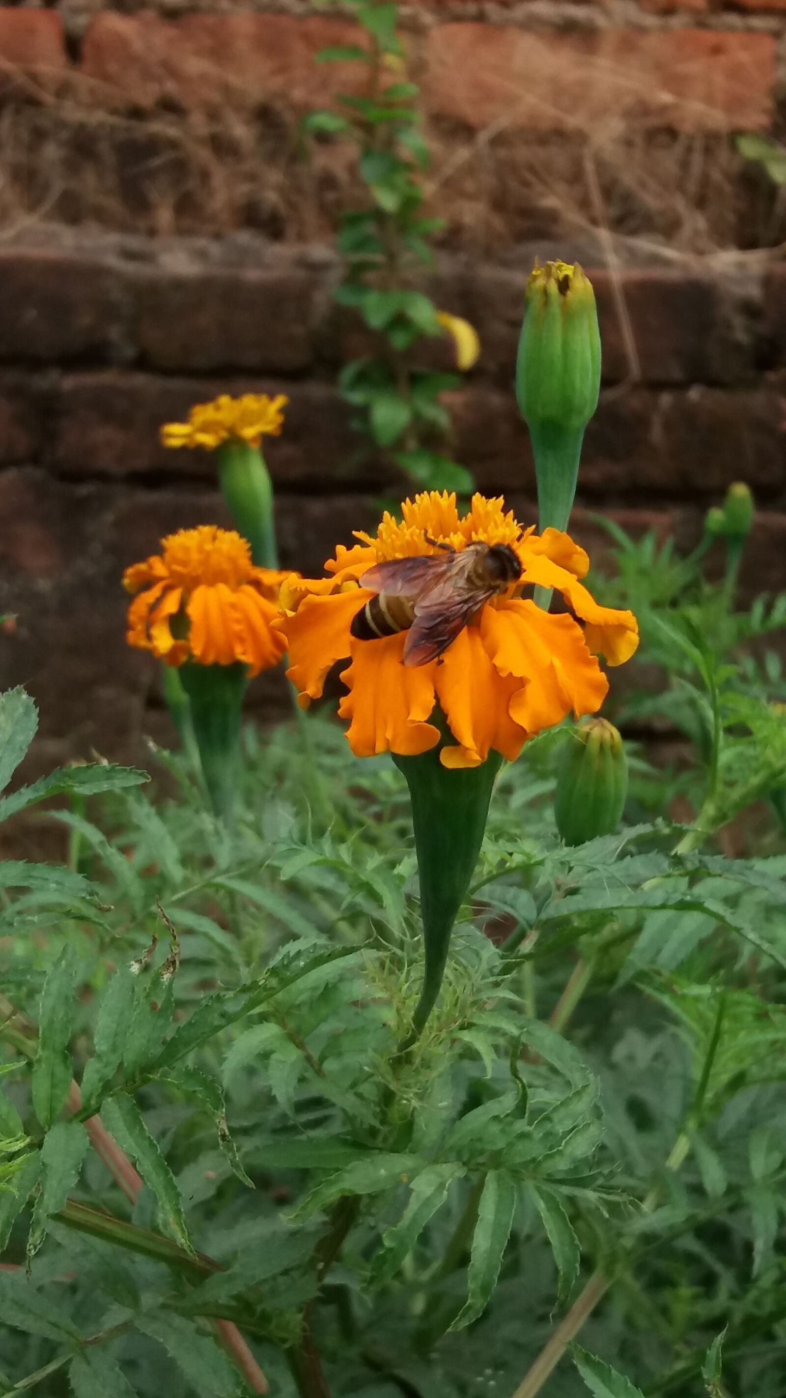 Samsung Galaxy J5 sample photo. Nice, bee, marigold photography