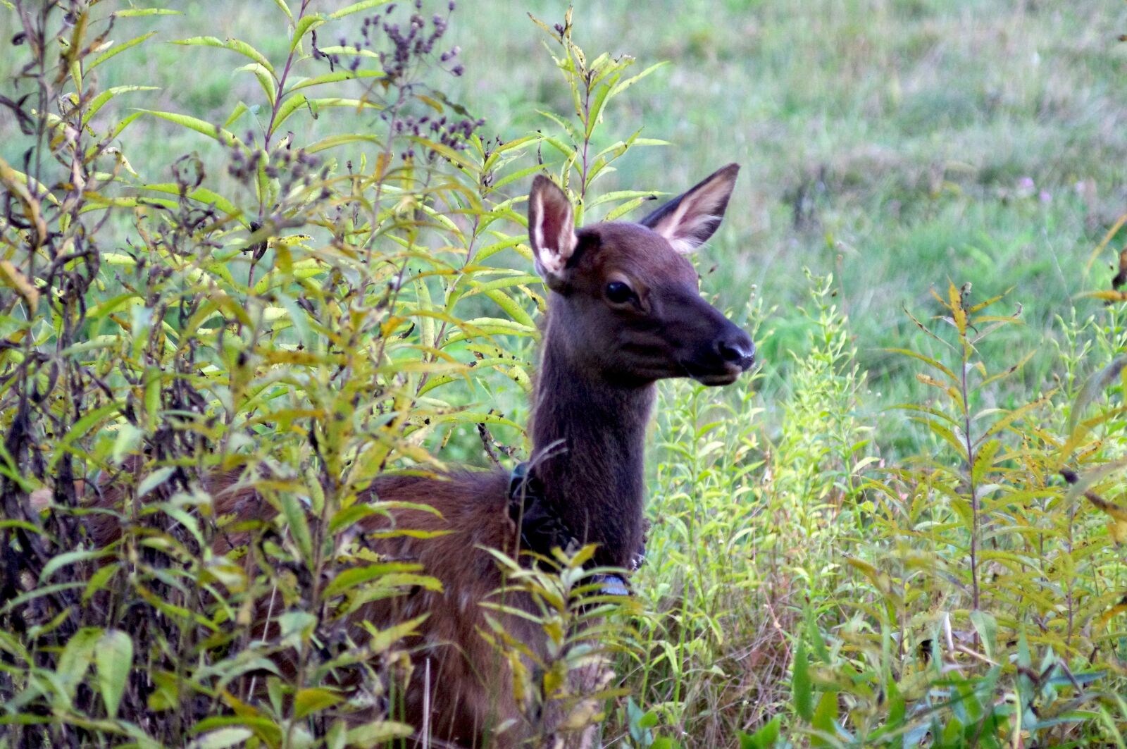 Pentax K-x sample photo. Elk, bugling, nature photography