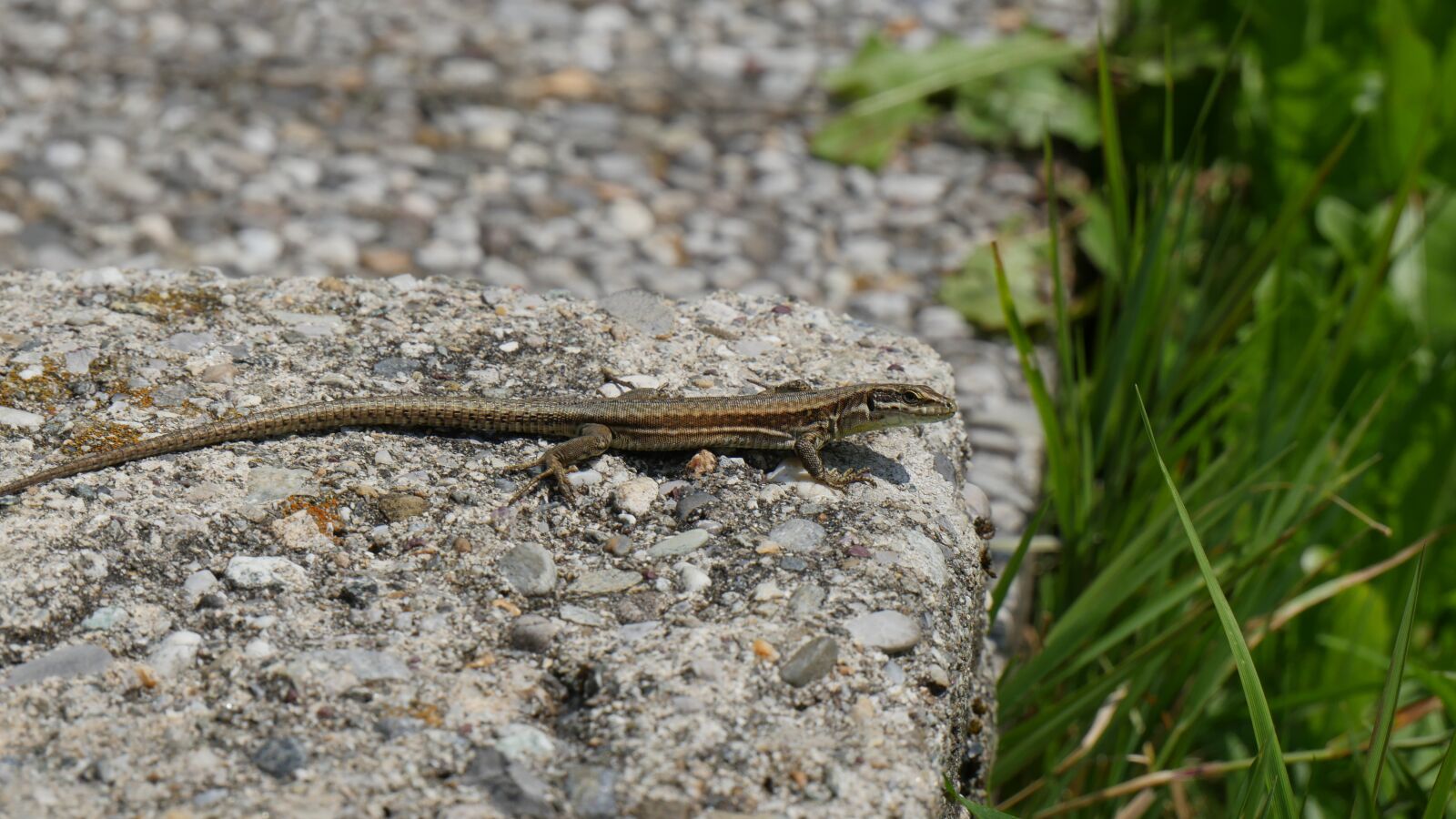 Panasonic Lumix DMC-GH4 sample photo. Lizard, mountain, nature photography