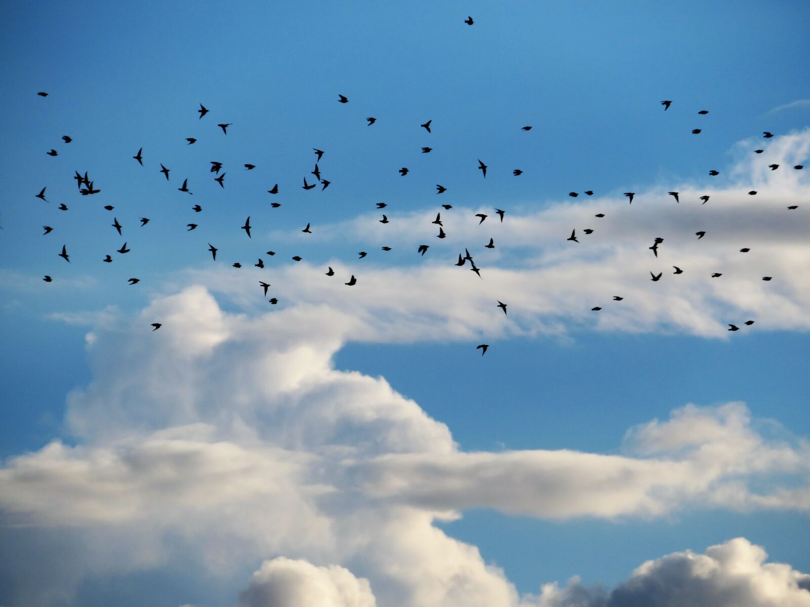 Canon PowerShot SX720 HS sample photo. Birds, sky, air photography