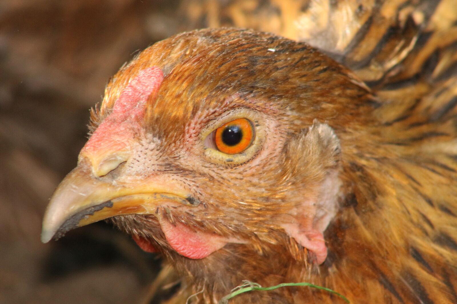 Canon EF75-300mm f/4-5.6 sample photo. Chicken, hen, poultry photography