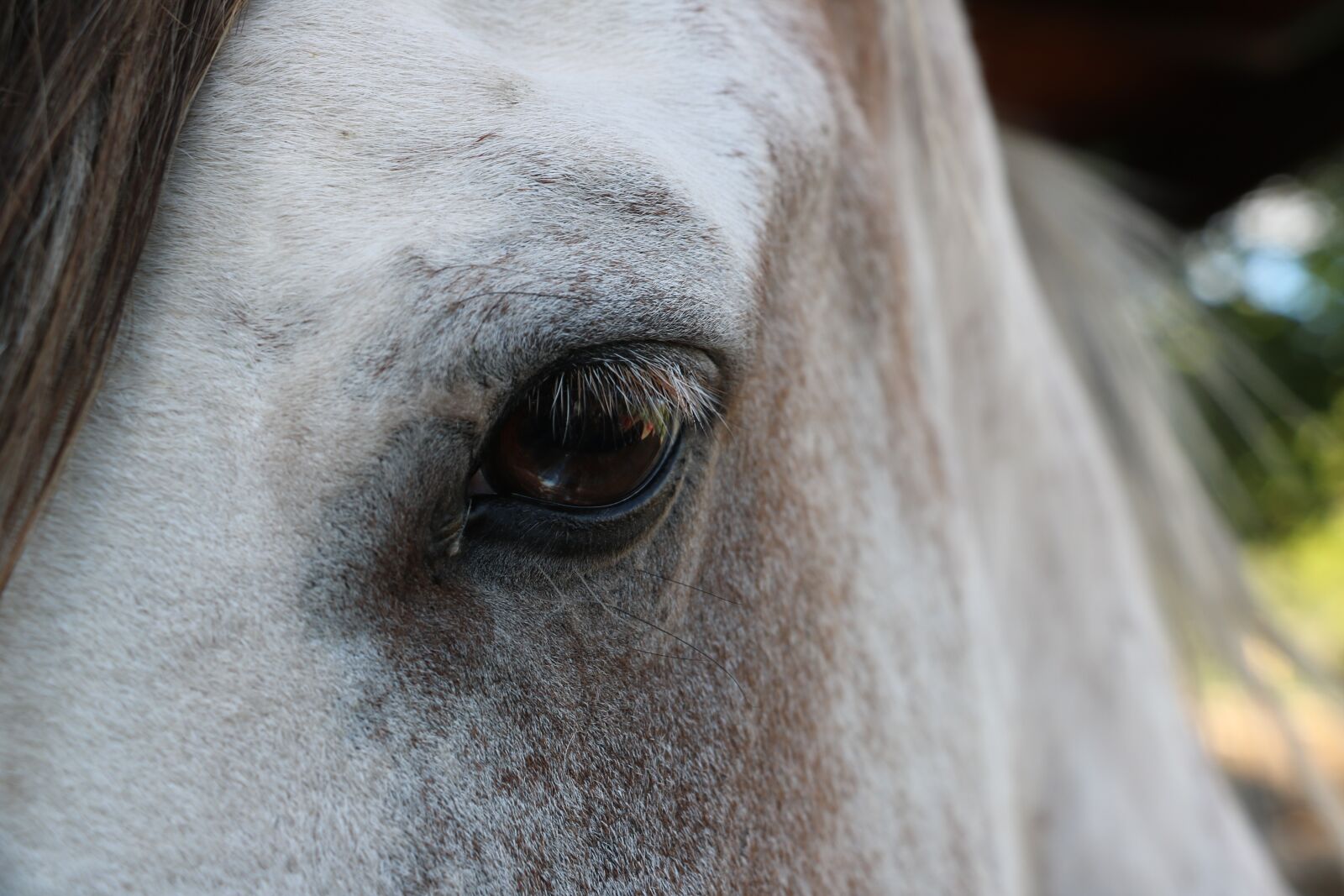 Canon EOS 750D (EOS Rebel T6i / EOS Kiss X8i) sample photo. Horse, eye, head photography