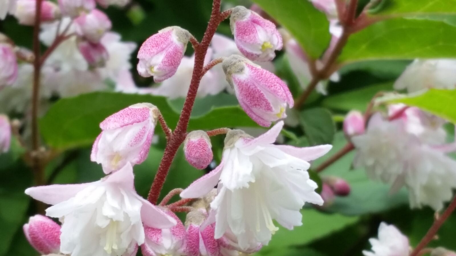 Samsung Galaxy S5 sample photo. Blossom, bloom, white pink photography