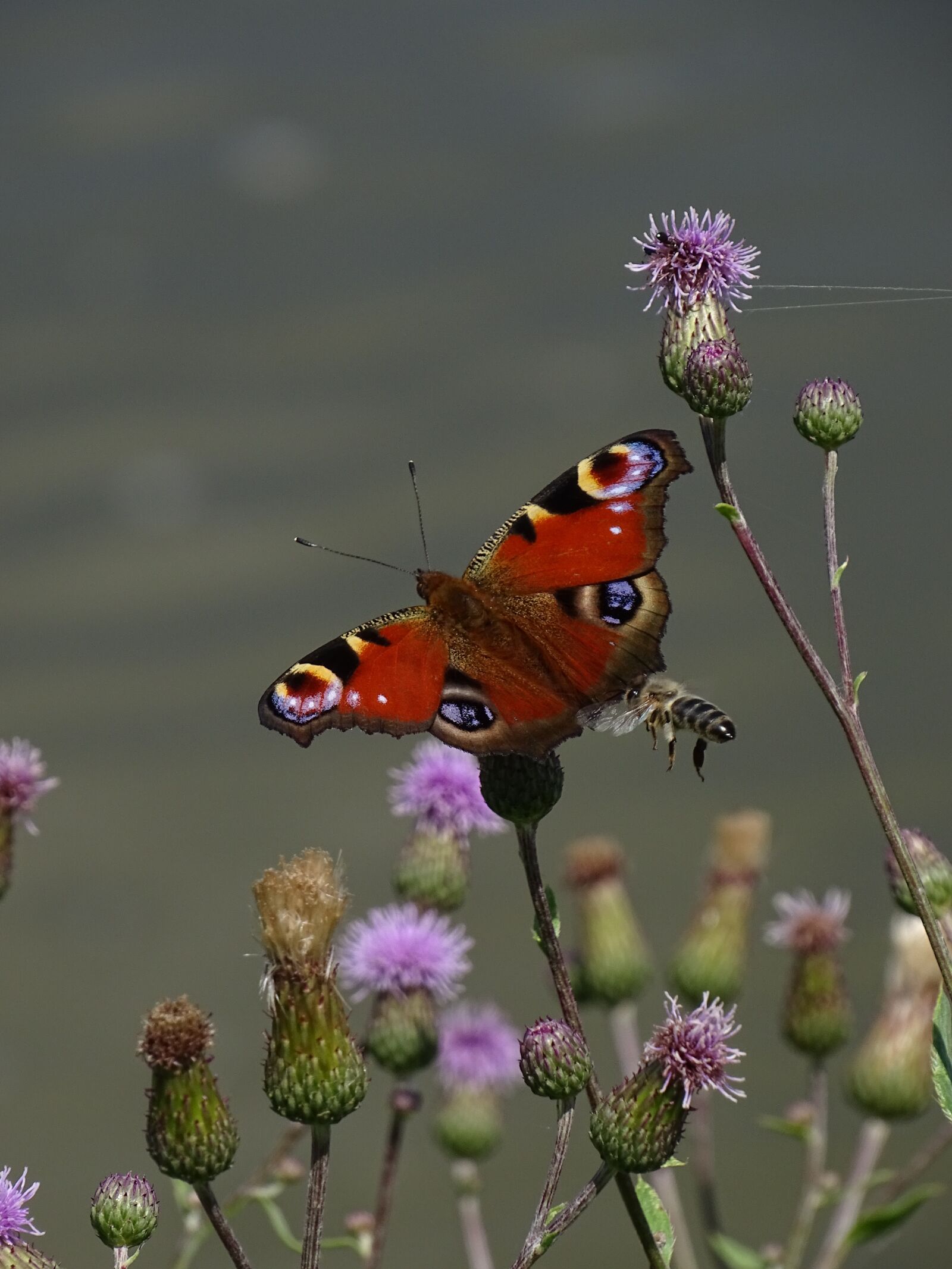 Sony Cyber-shot DSC-HX400V sample photo. Butterfly, bee, thistle photography