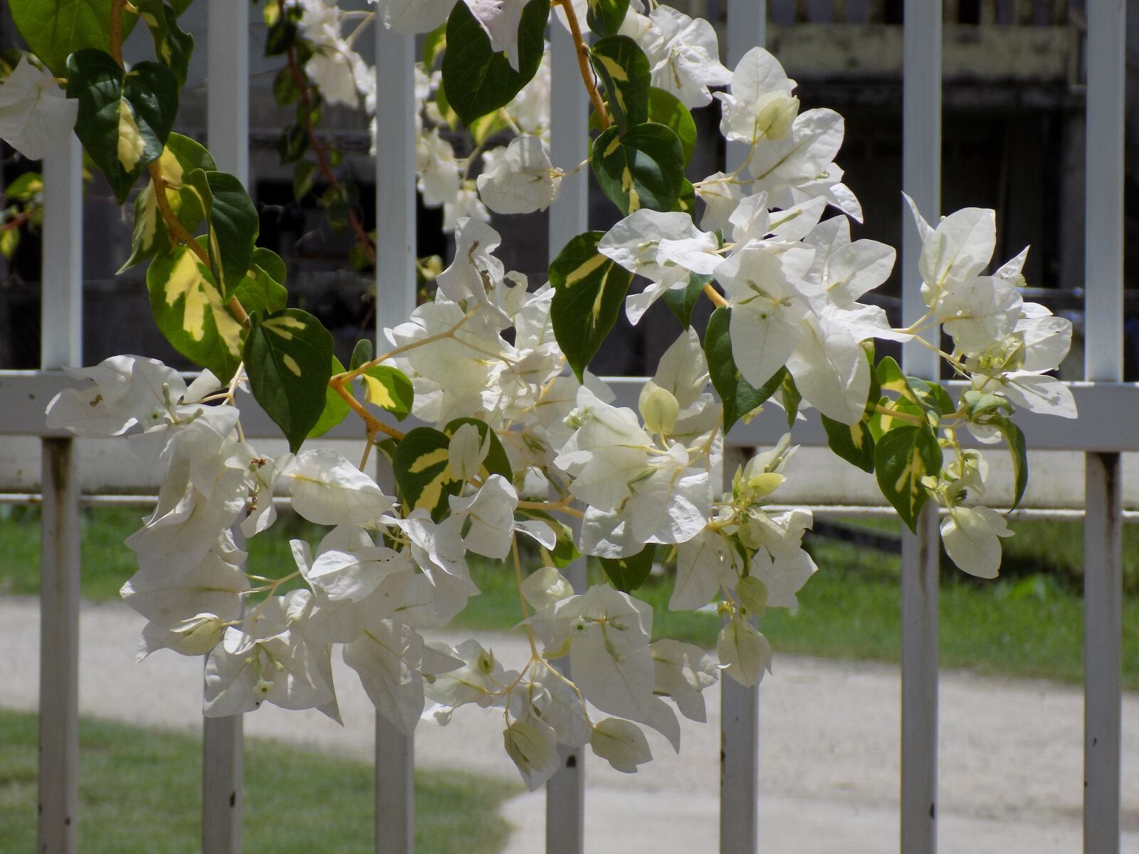 Nikon COOLPIX L340 sample photo. White, flower, decorative photography