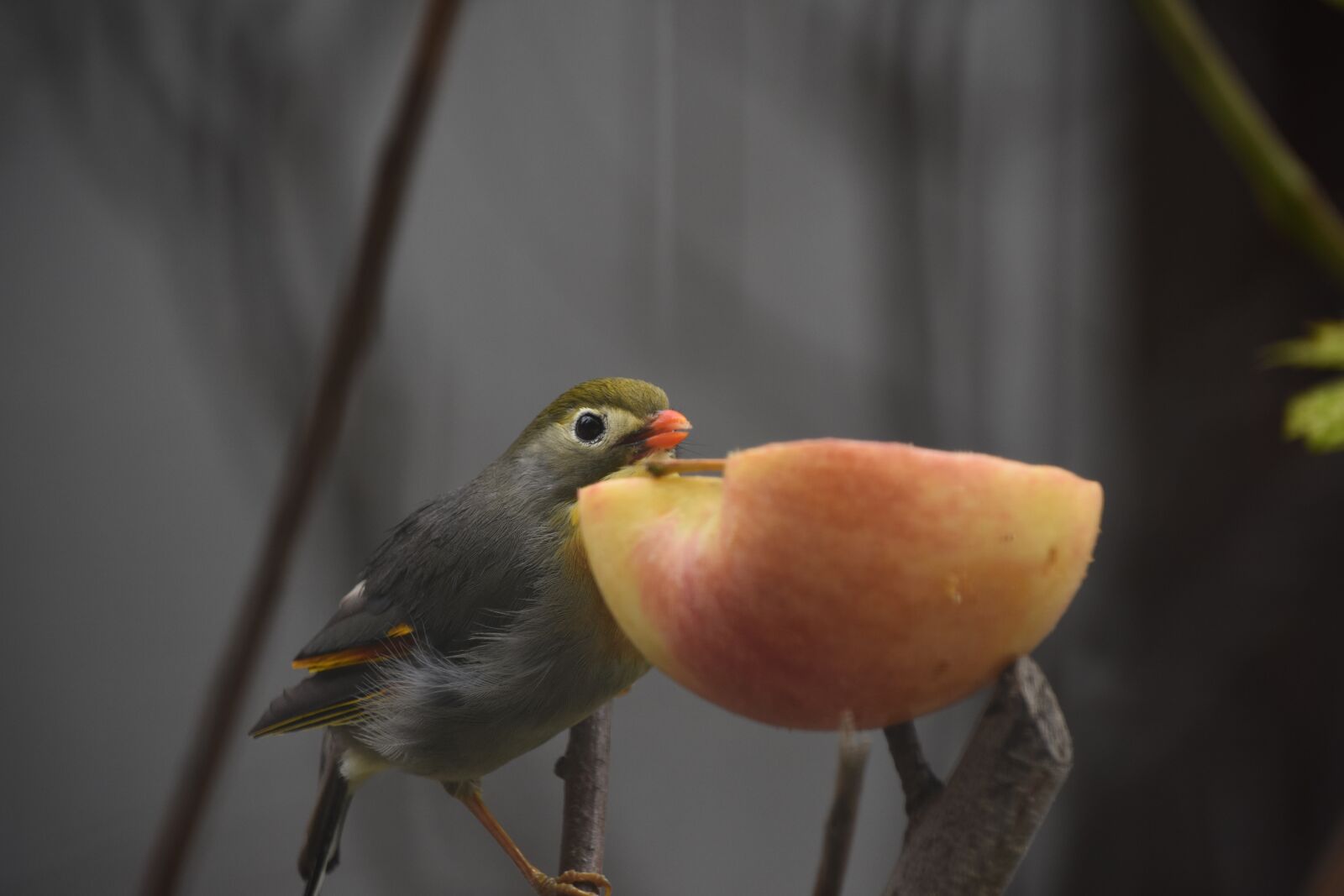 Nikon D7200 sample photo. Birds, animal, apple photography