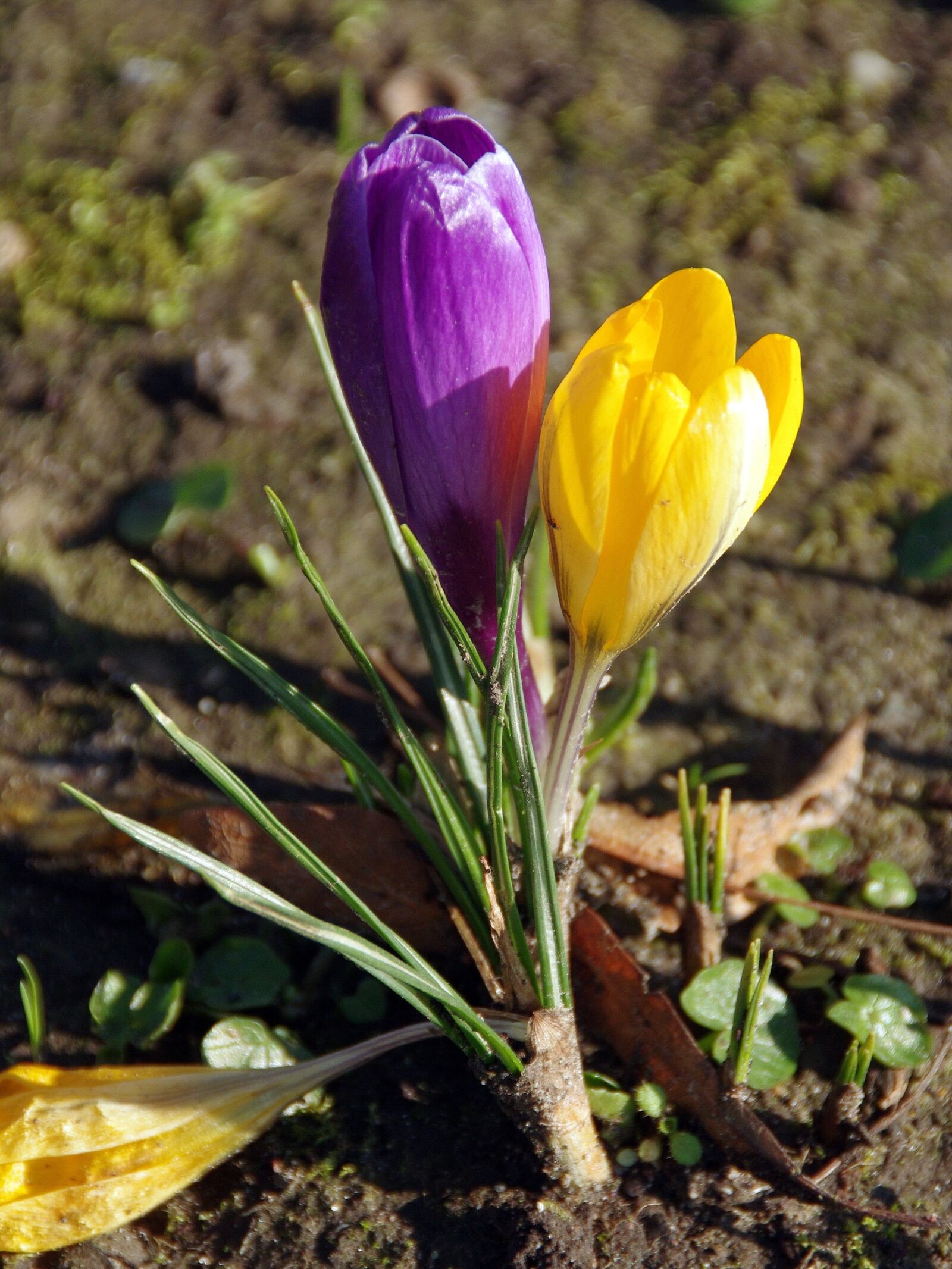 Pentax K-5 sample photo. Crocus, yellow flower, purple photography