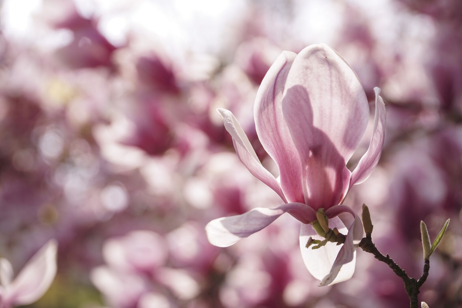 Sony a6000 + Sony E PZ 18-105mm F4 G OSS sample photo. Magnolia, flower, spring photography