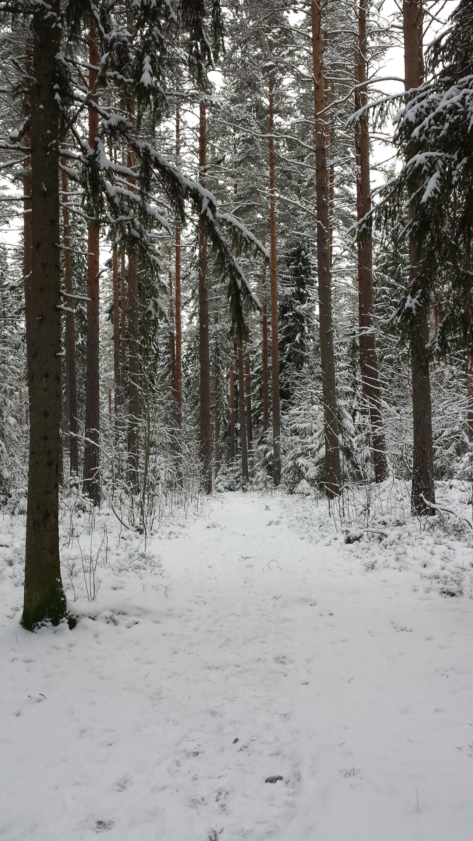 Samsung Galaxy S4 sample photo. Winter, time of year photography