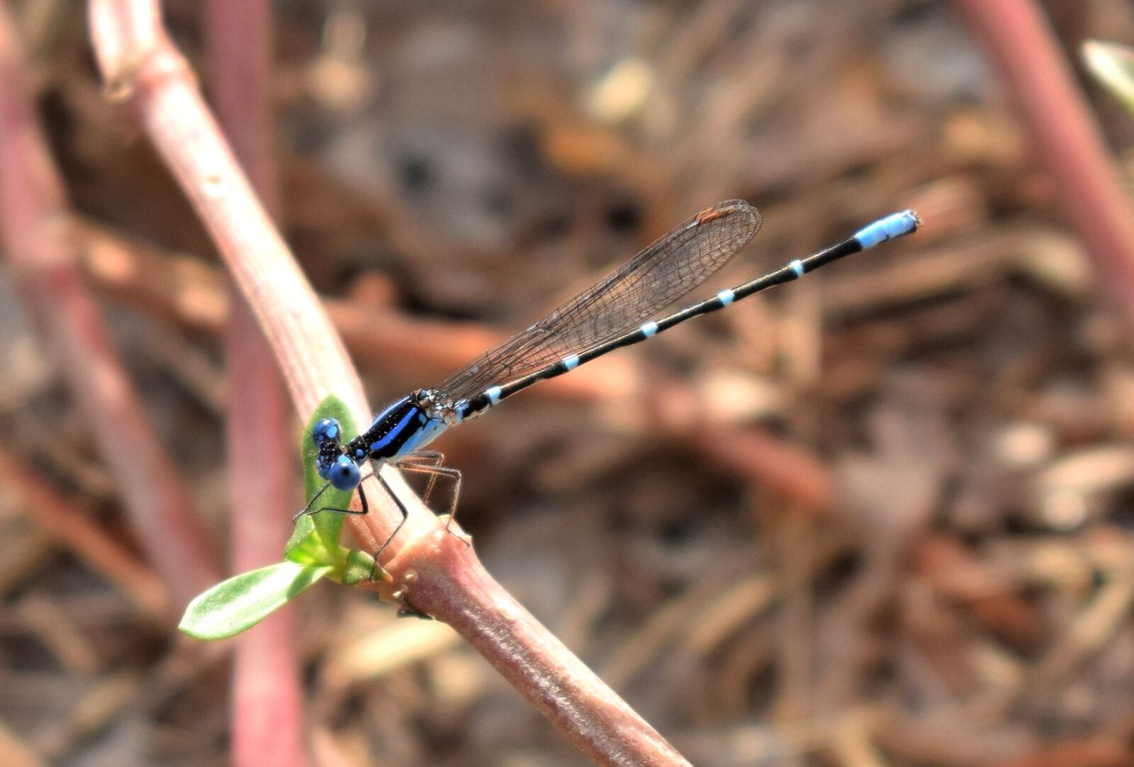 Nikon D5300 sample photo. Damselfly, familiar bluet, bluet photography