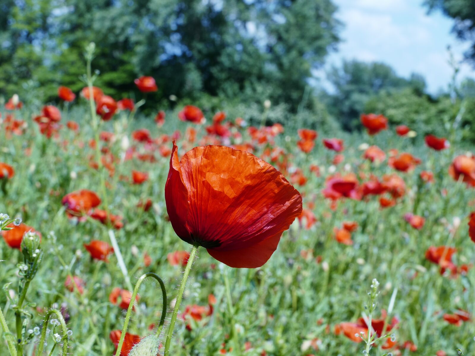 Panasonic Lumix DMC-FZ1000 sample photo. Poppy, divý, meadow photography