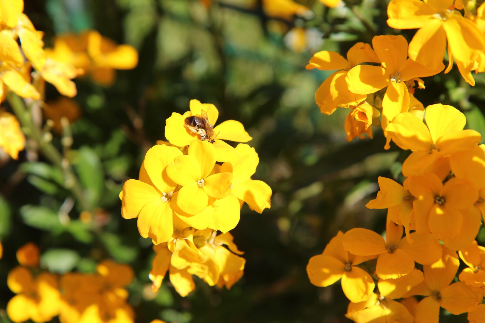 Canon EOS 600D (Rebel EOS T3i / EOS Kiss X5) sample photo. Wallflower, insect, bee photography